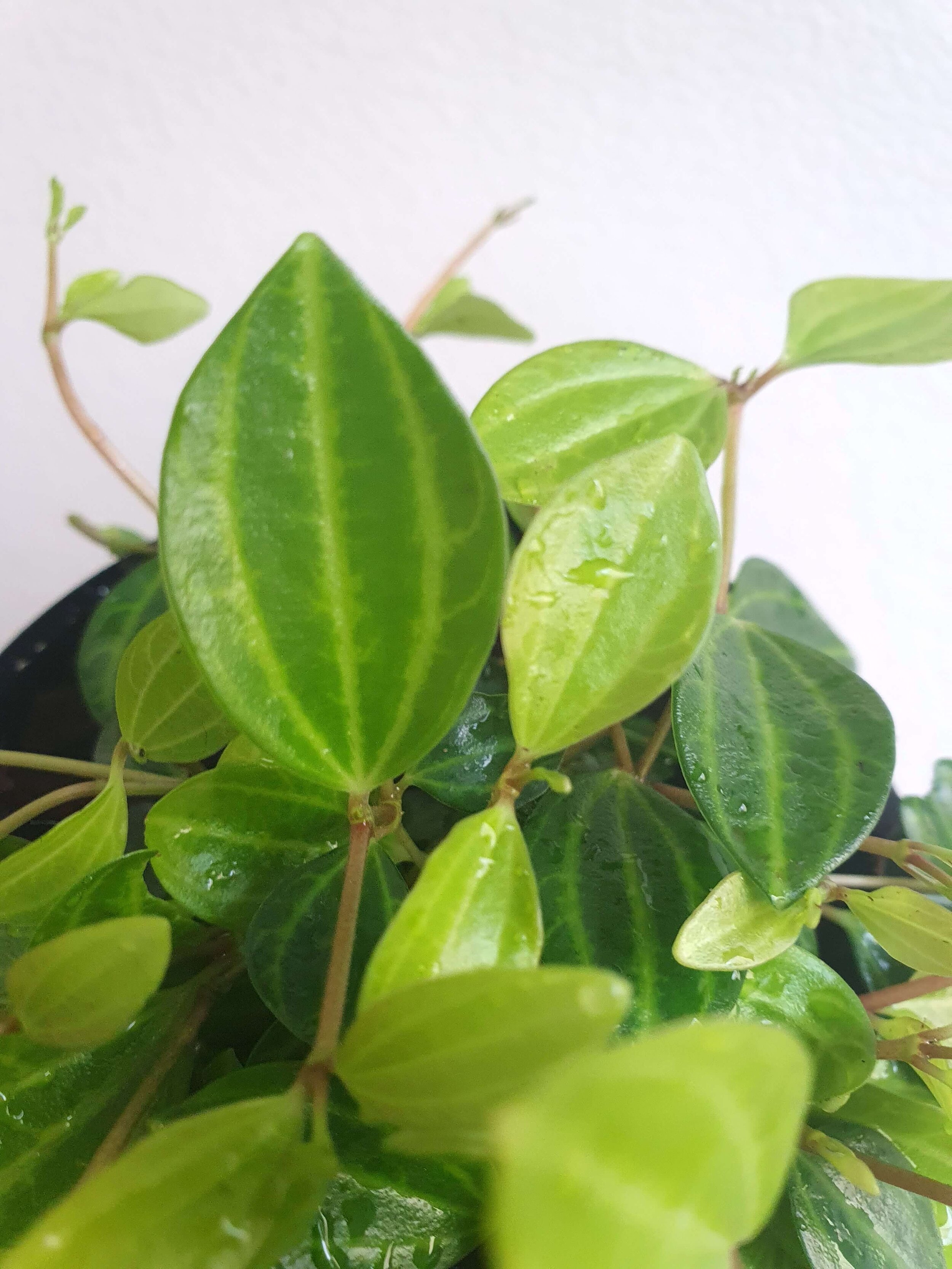 20200401_145555 copy.jpg