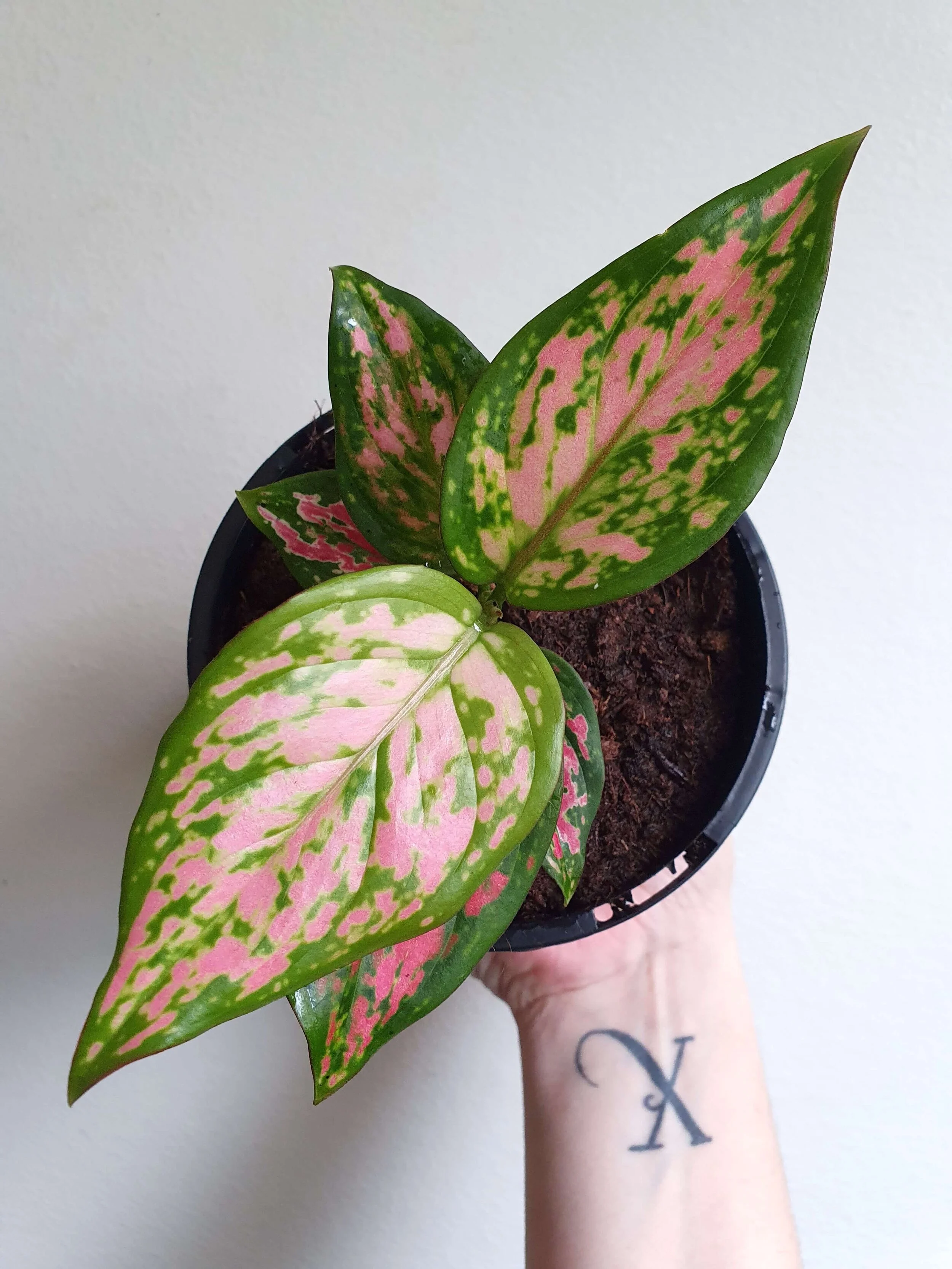 20200409_160520 copy.jpg