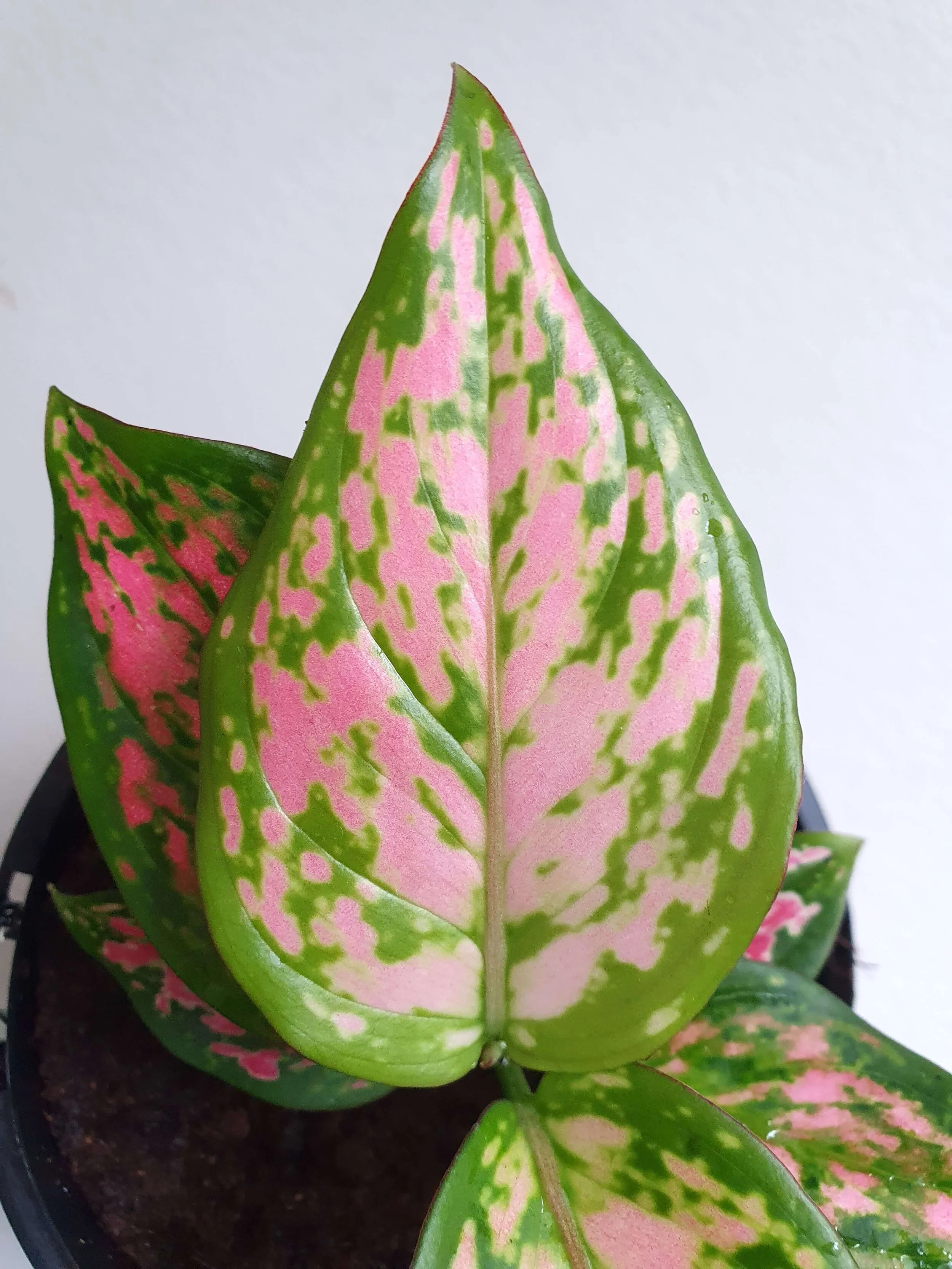 20200508_144904 copy.jpg