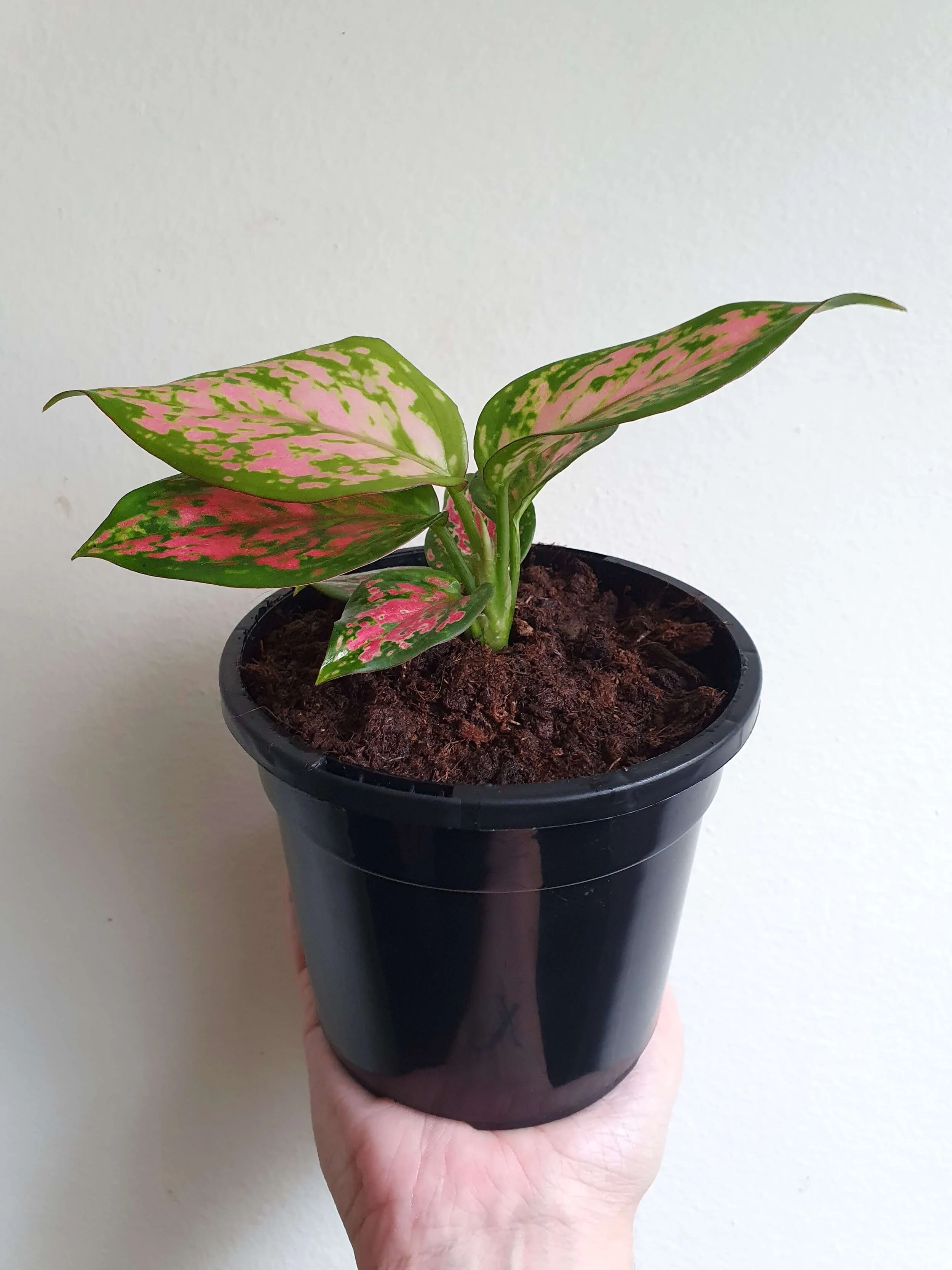 20200508_144819 copy.jpg