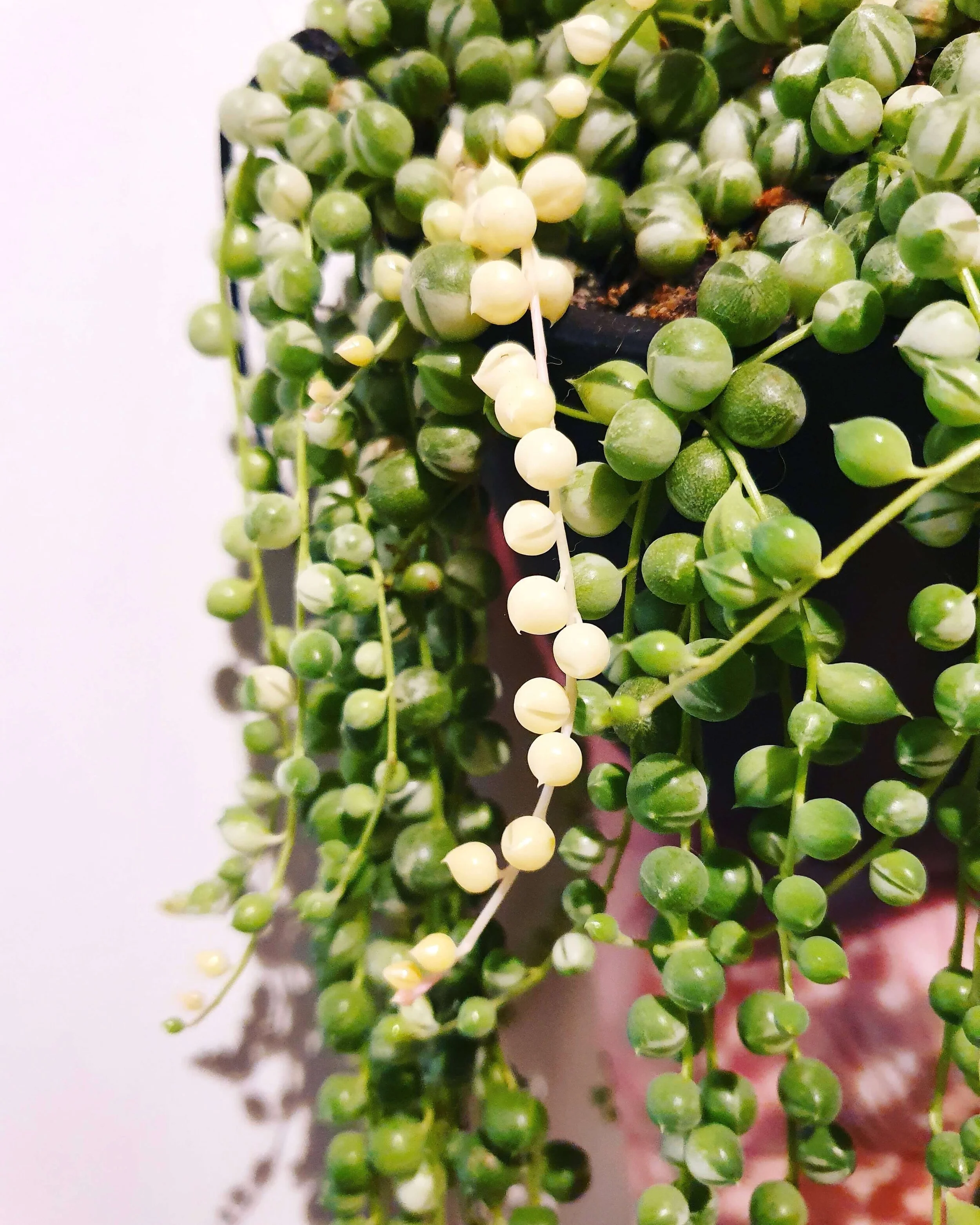 Variegated String of Pearls