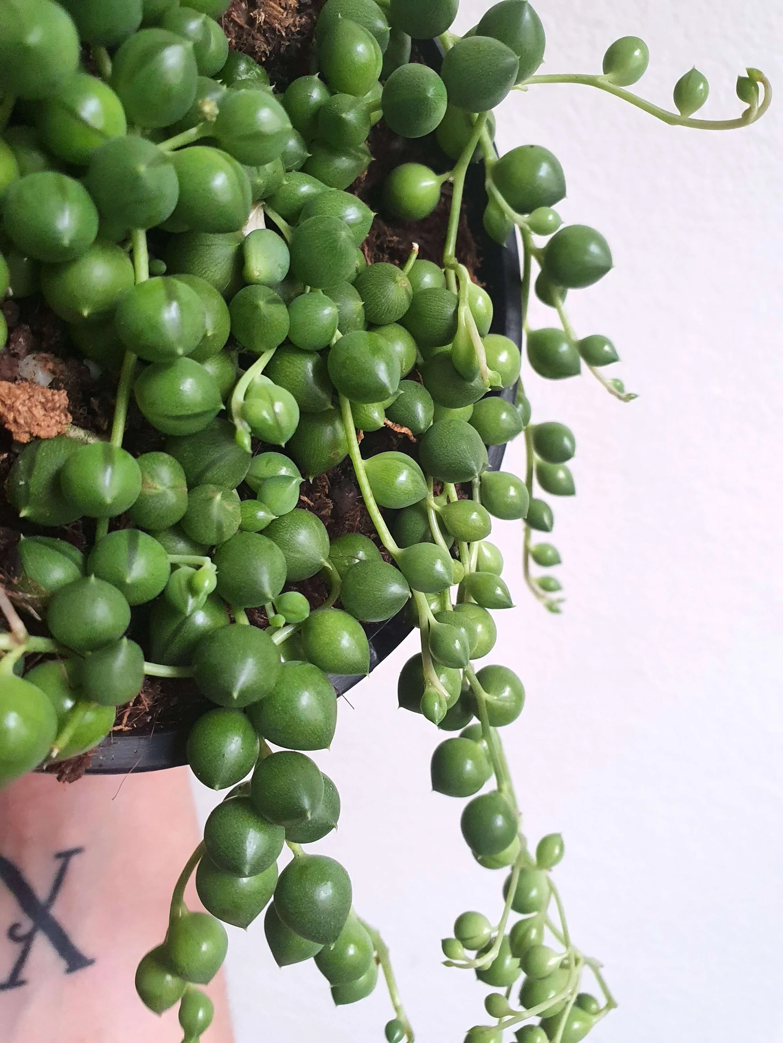 Green ‘String of Pearls’