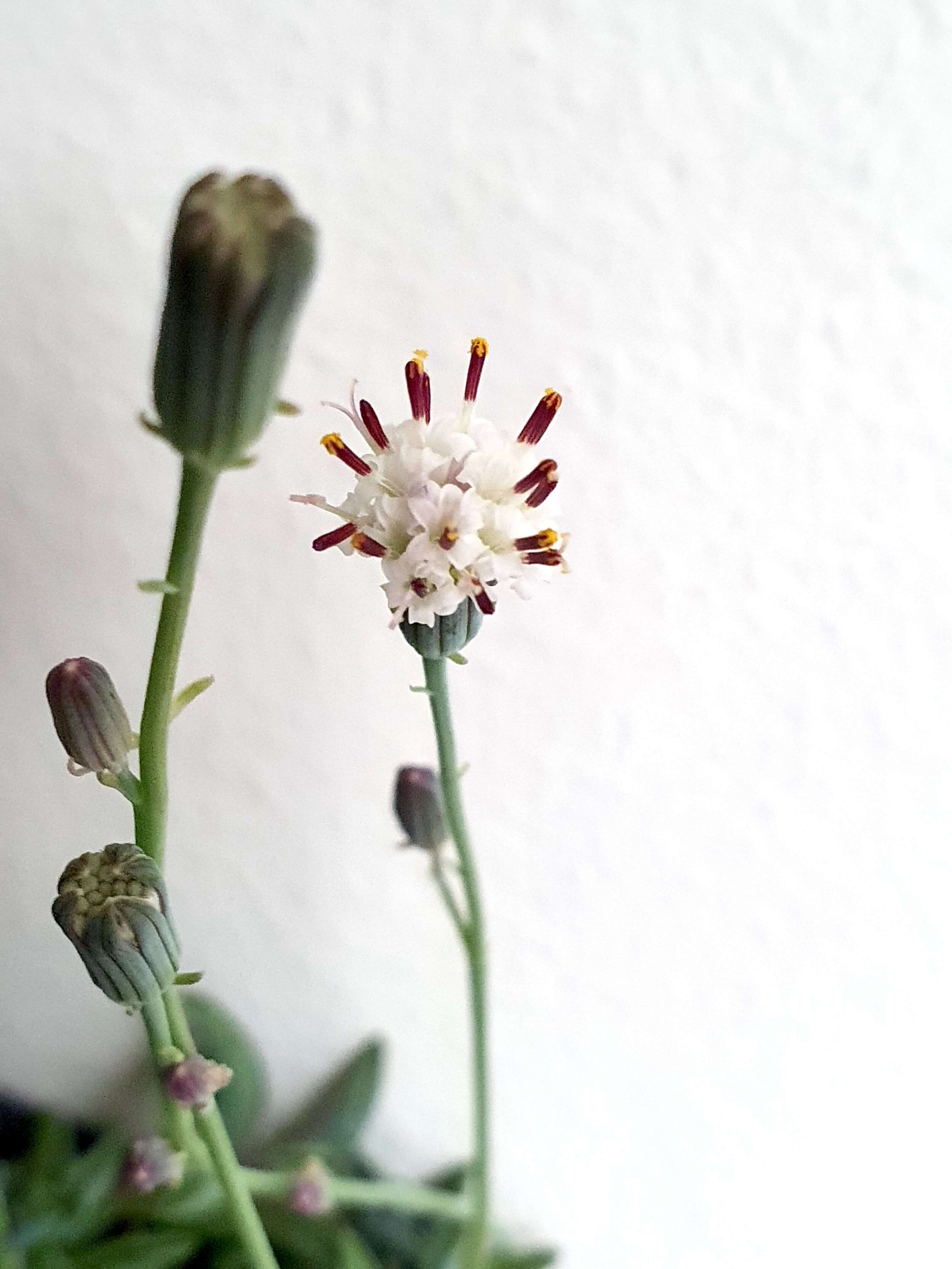 Succulent Senecio Flower