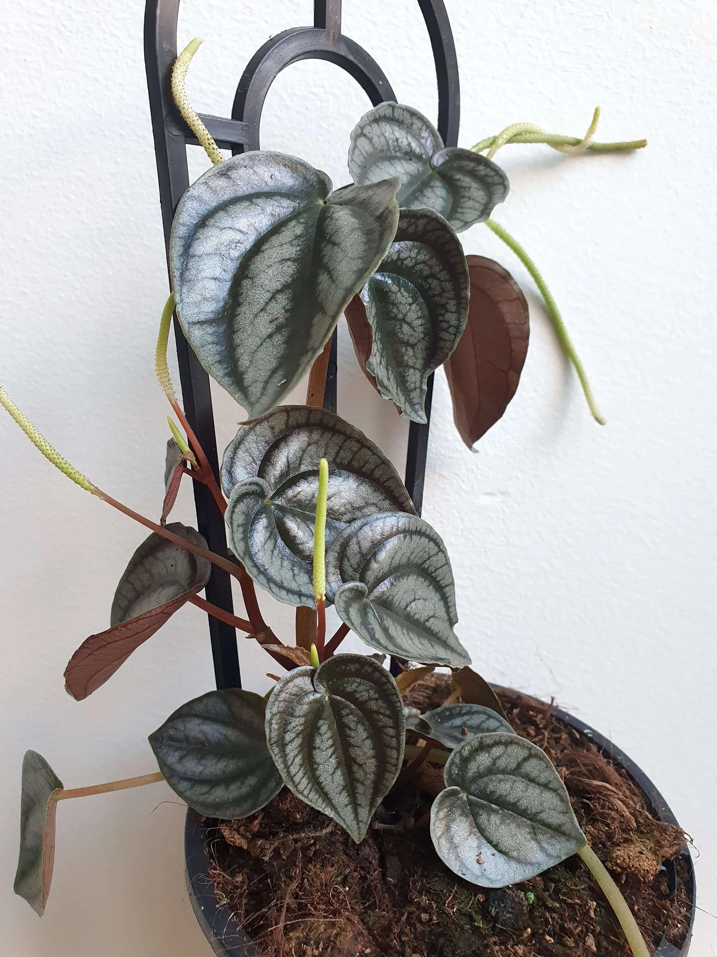 20200525_163702 copy.jpg