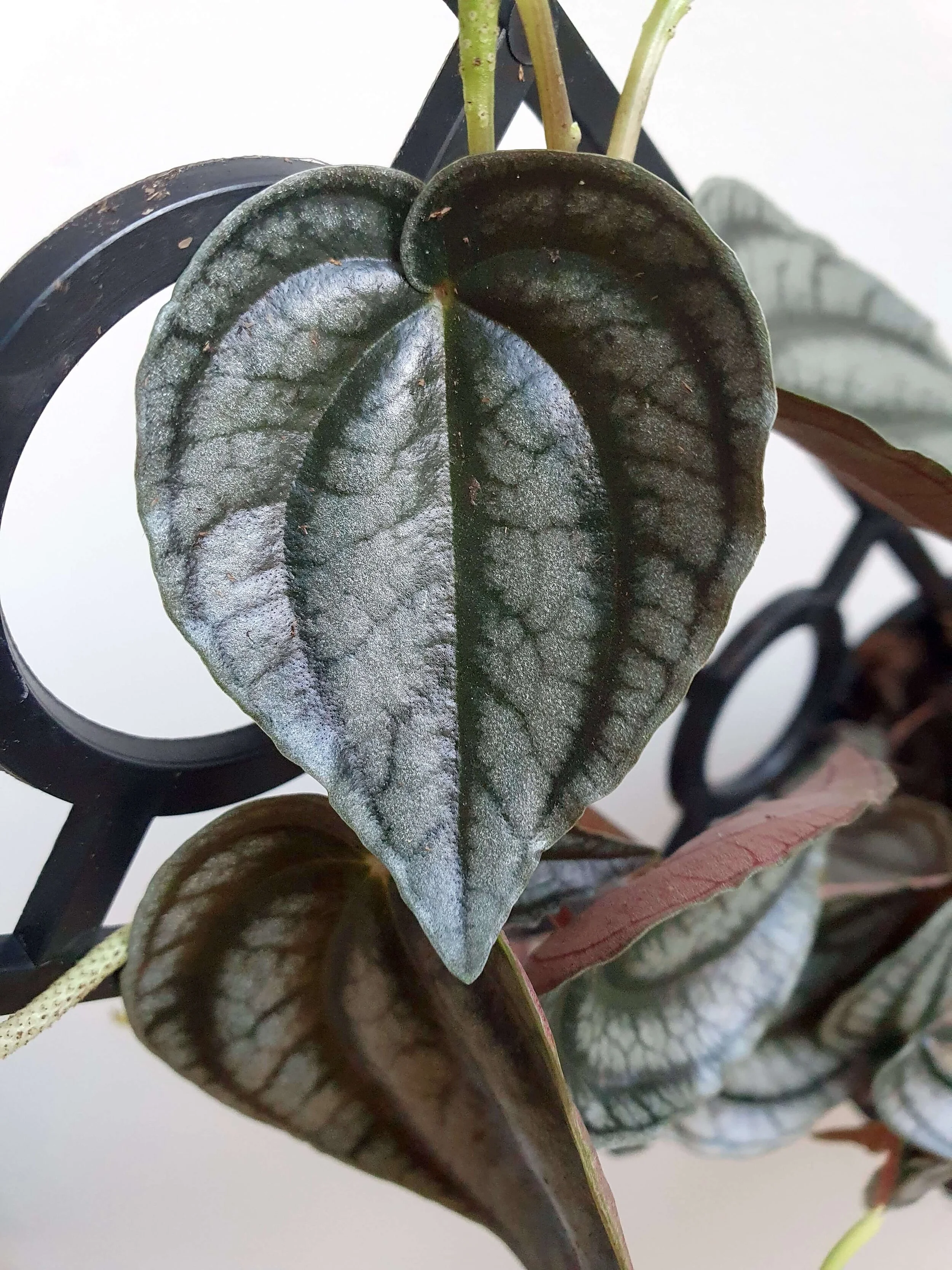 20200525_163805 copy.jpg