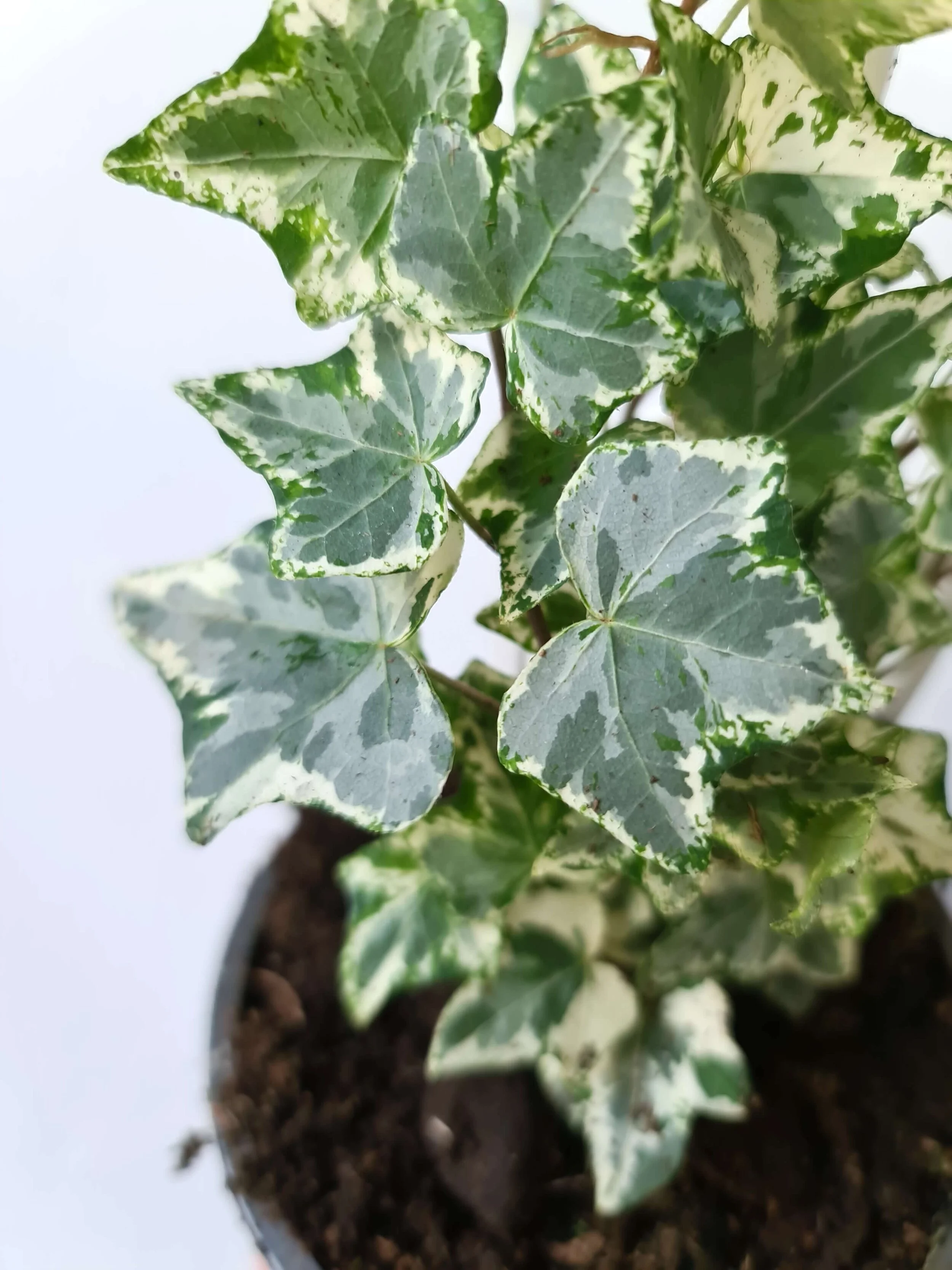 20180731_130814.jpg