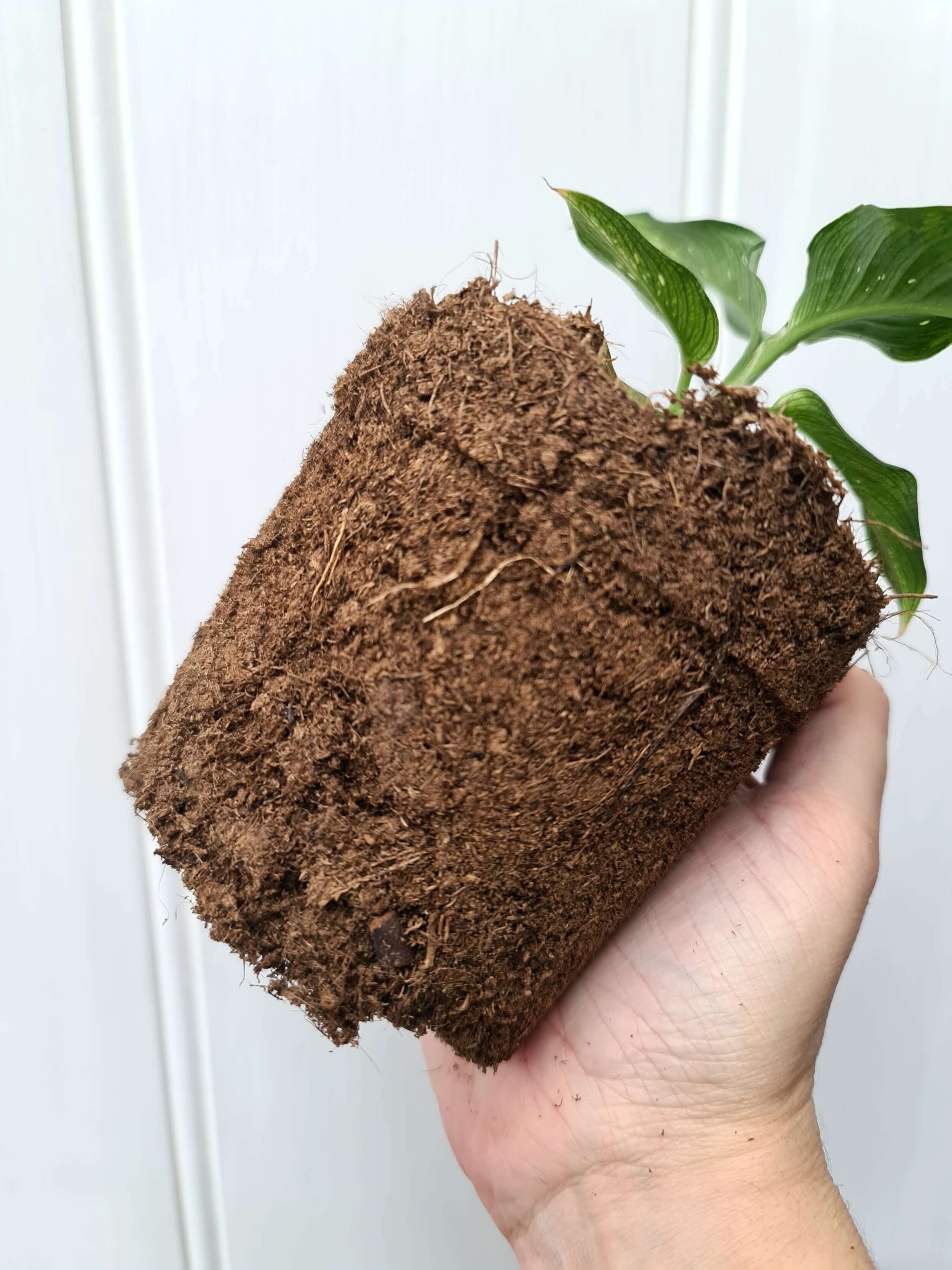 Understanding Peat Moss: A Brief Overview