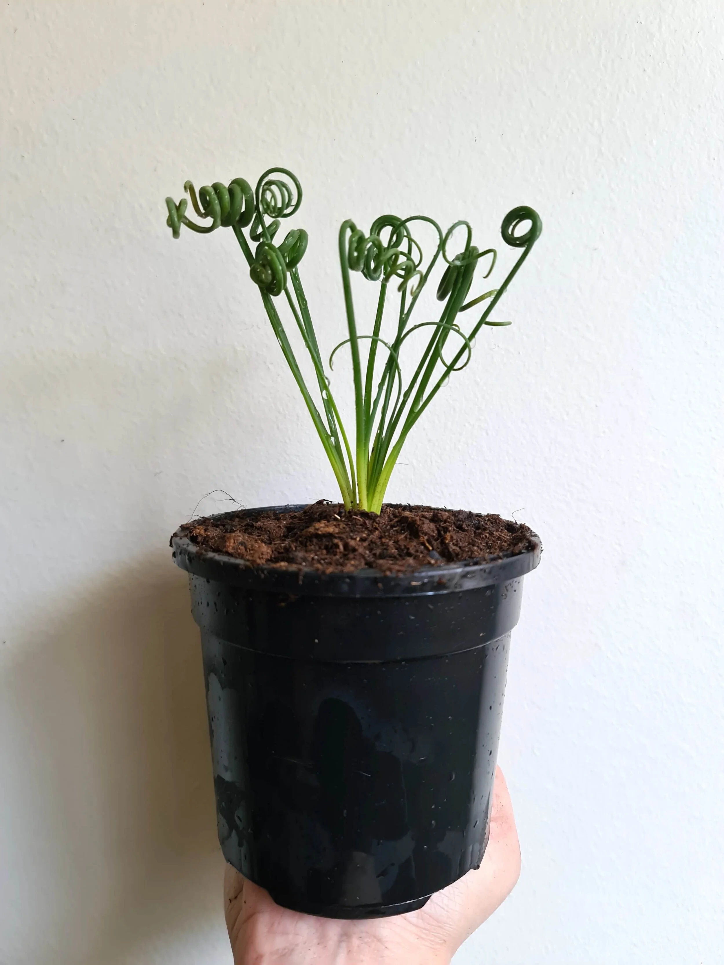 20200617_141325 copy.jpg