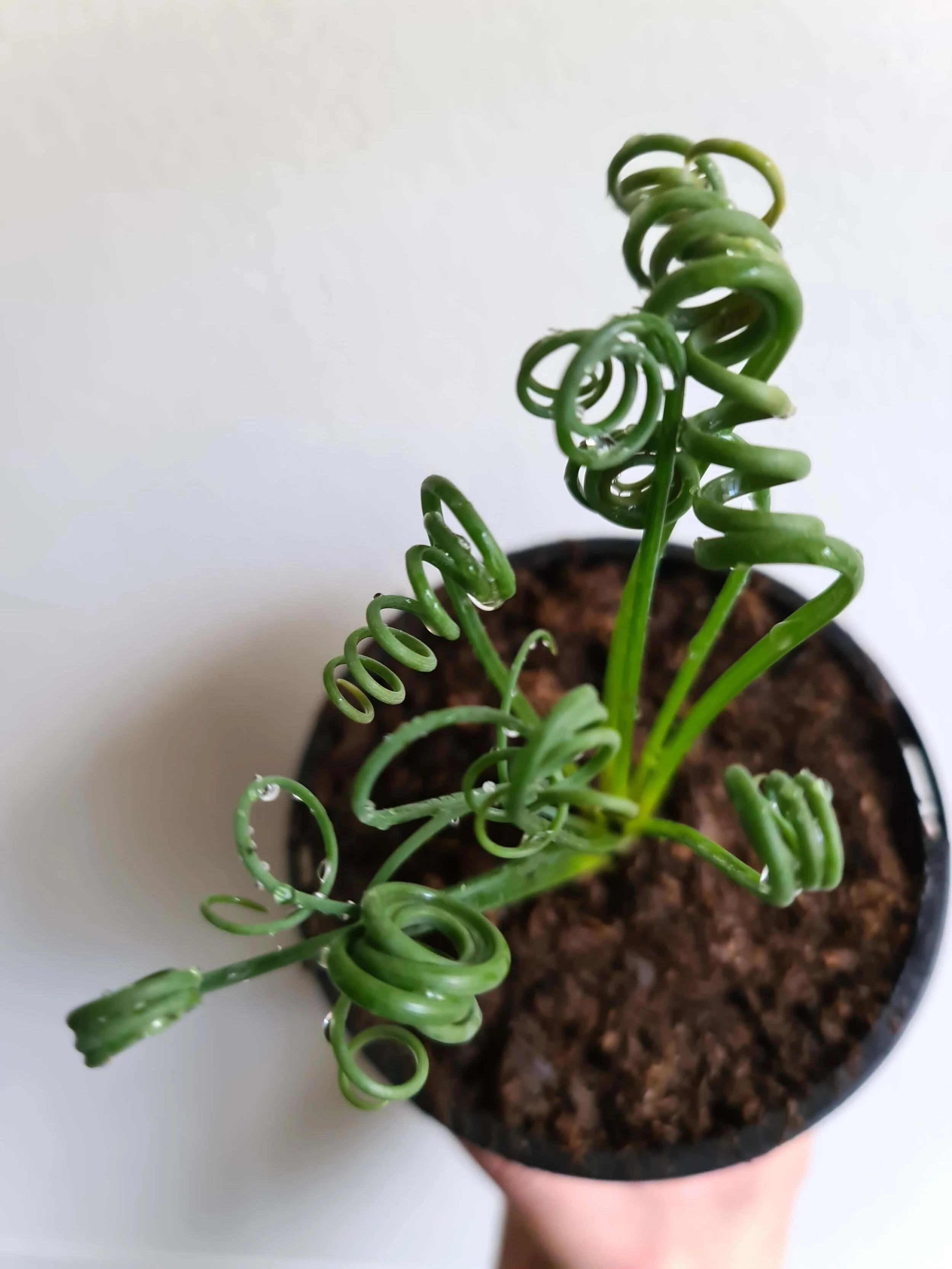 20200604_152400 copy.jpg