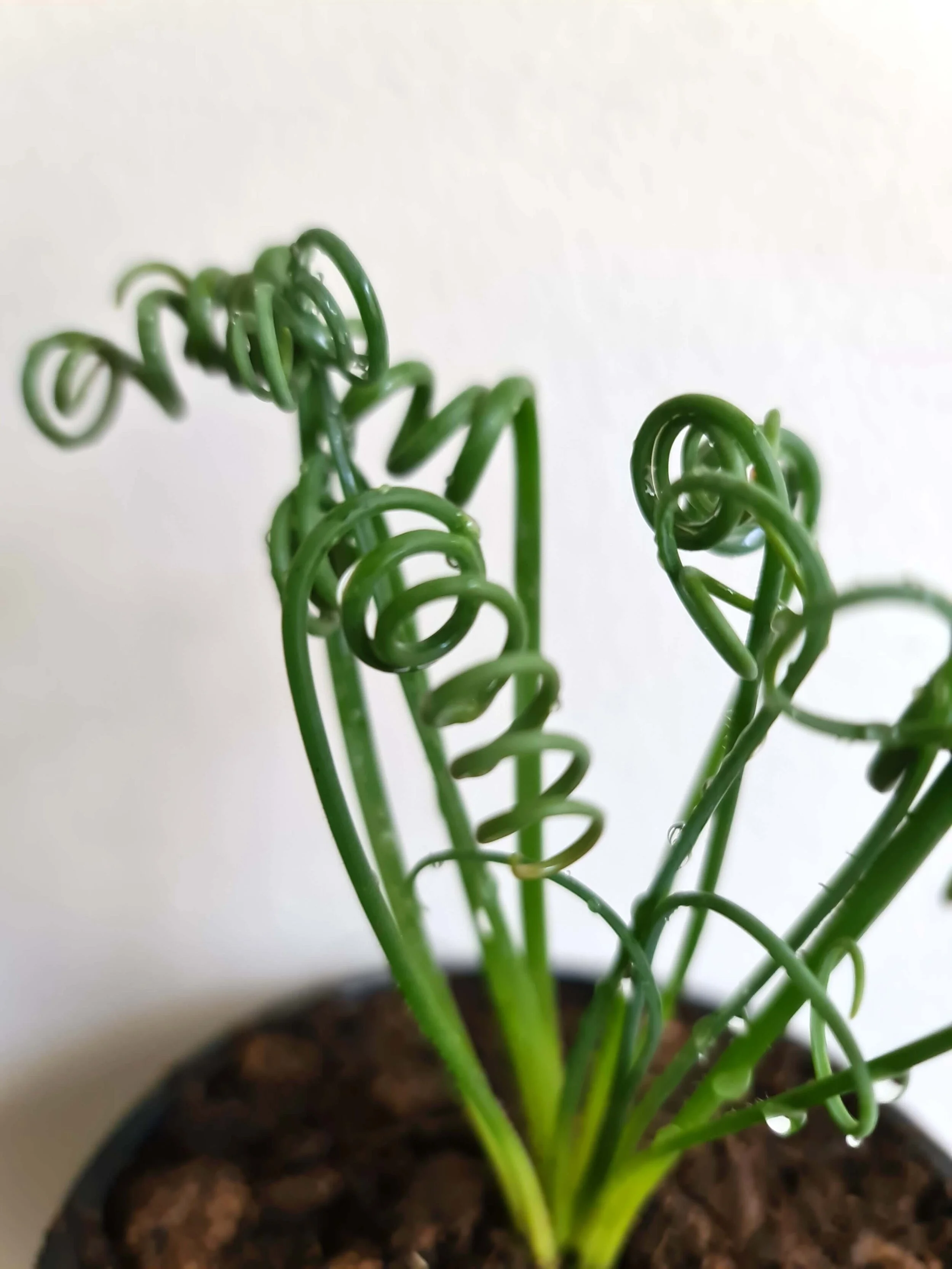 20200617_141445 copy.jpg