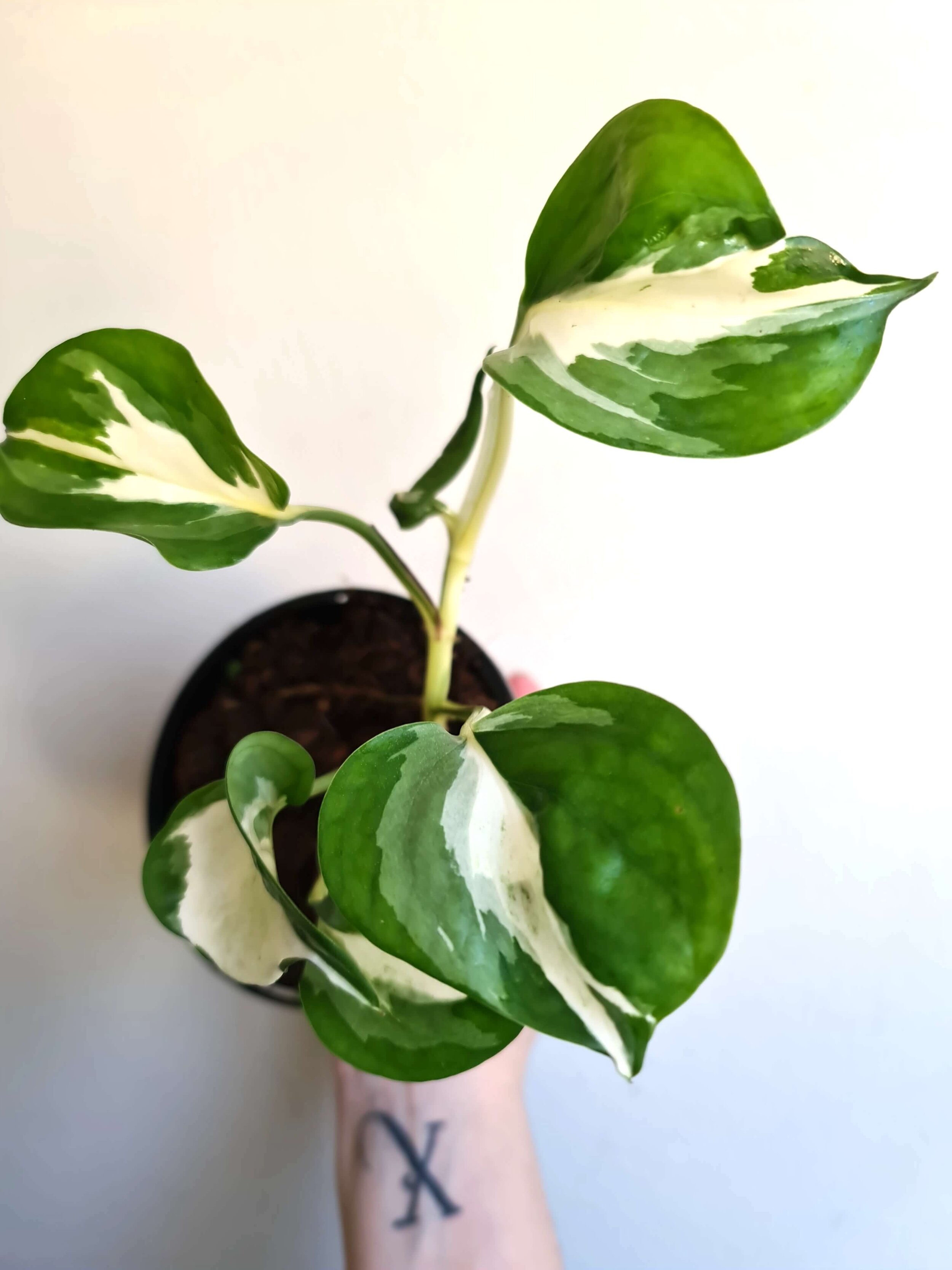 Epipremnum Aureum ‘Manjula’