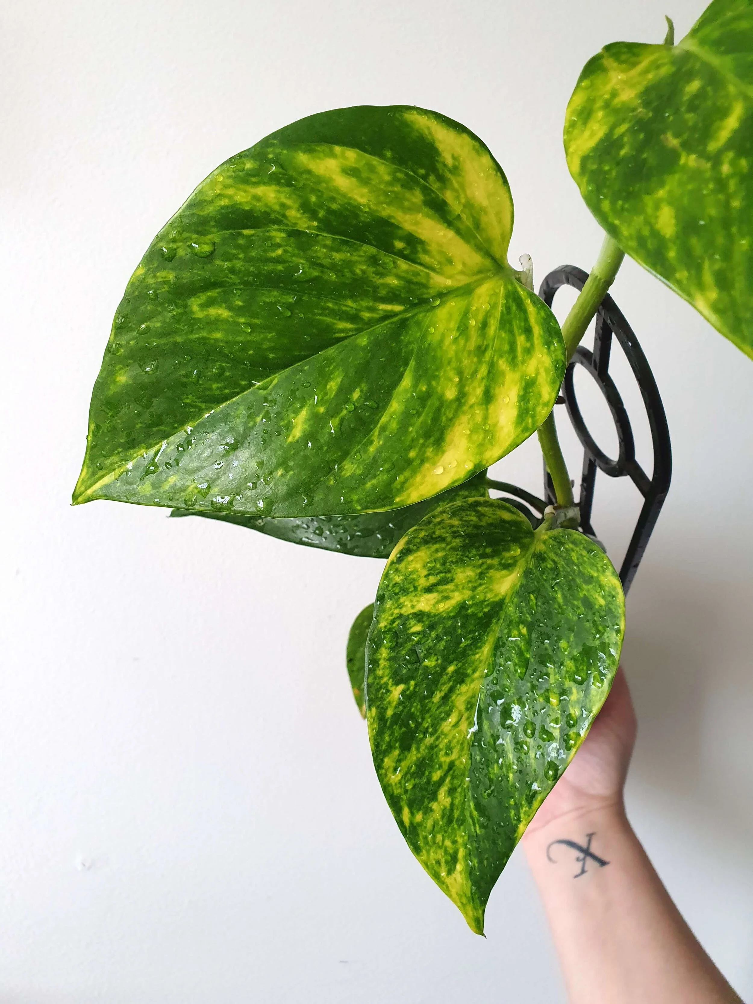 Epipremnum Aureum ‘Devils Ivy’