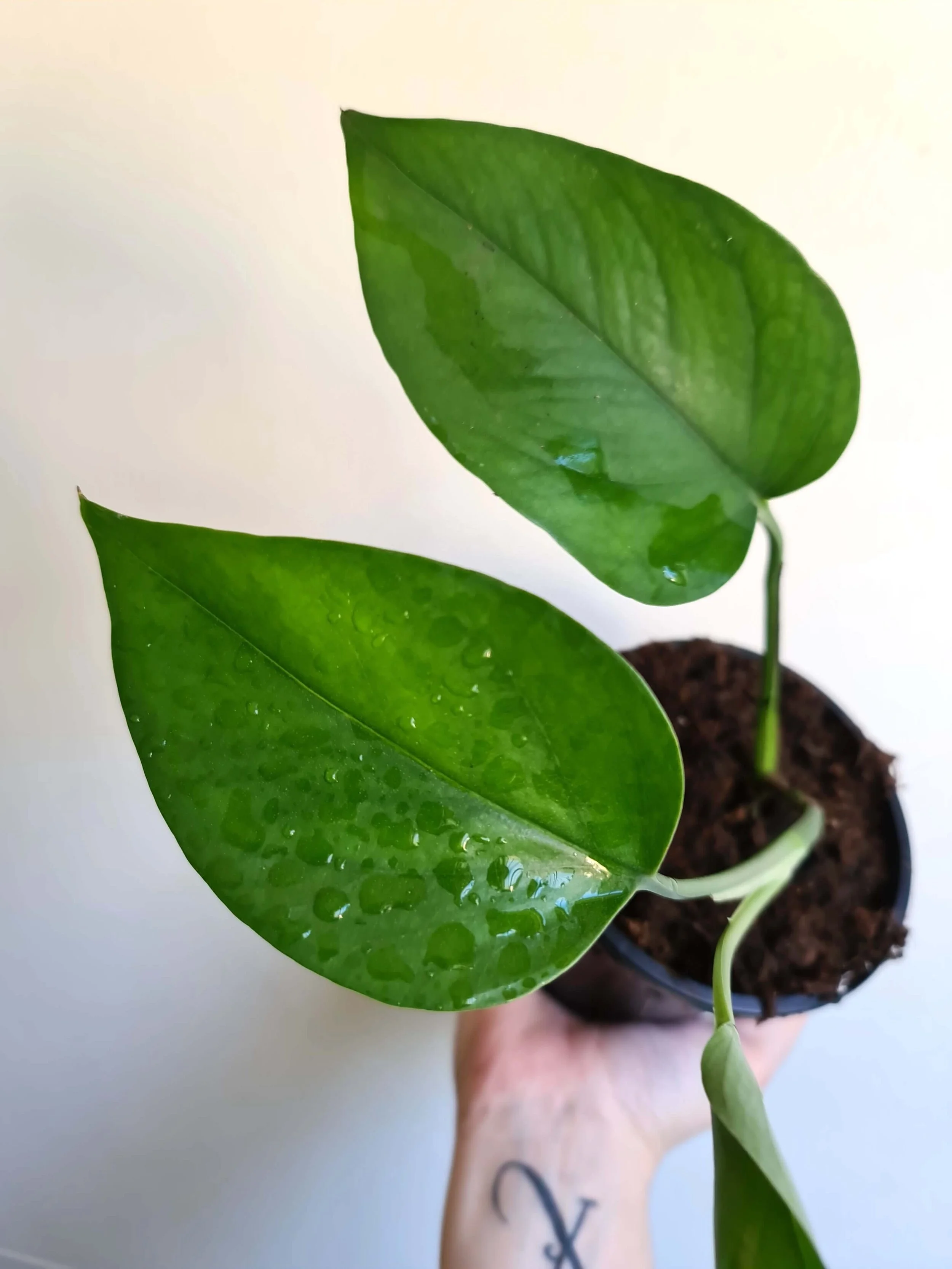 Epipremnum Aureum ‘Green Dragon’