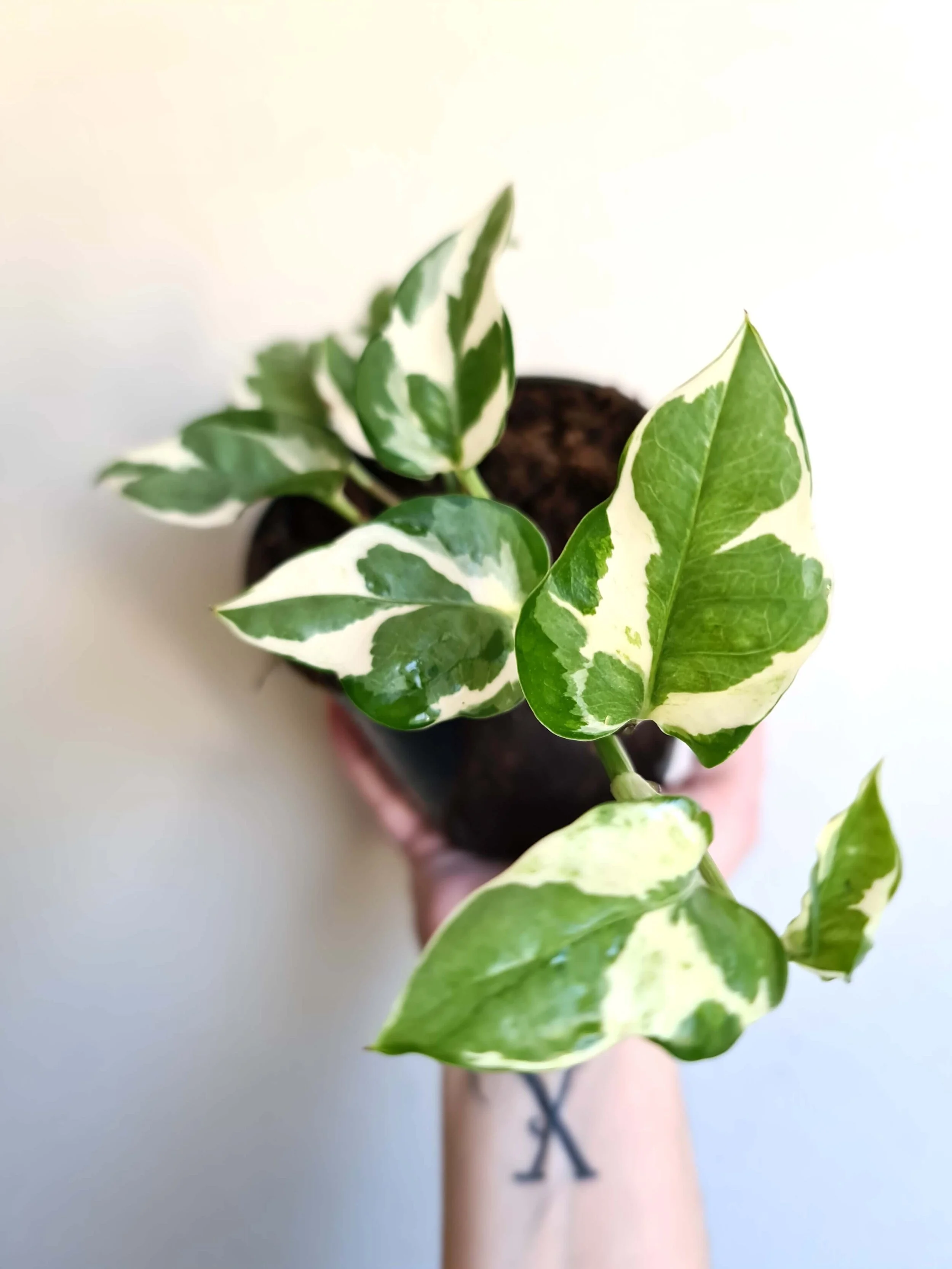 Epipremnum Aureum ‘Snow Queen’