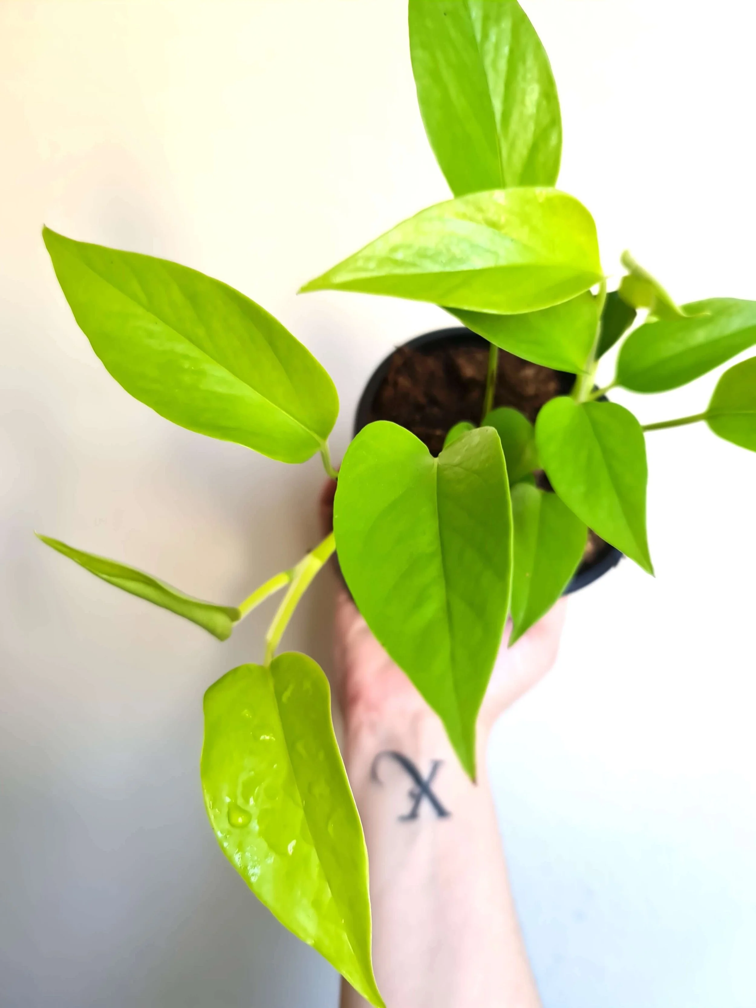 Epipremnum Aureum ‘Goldilocks’