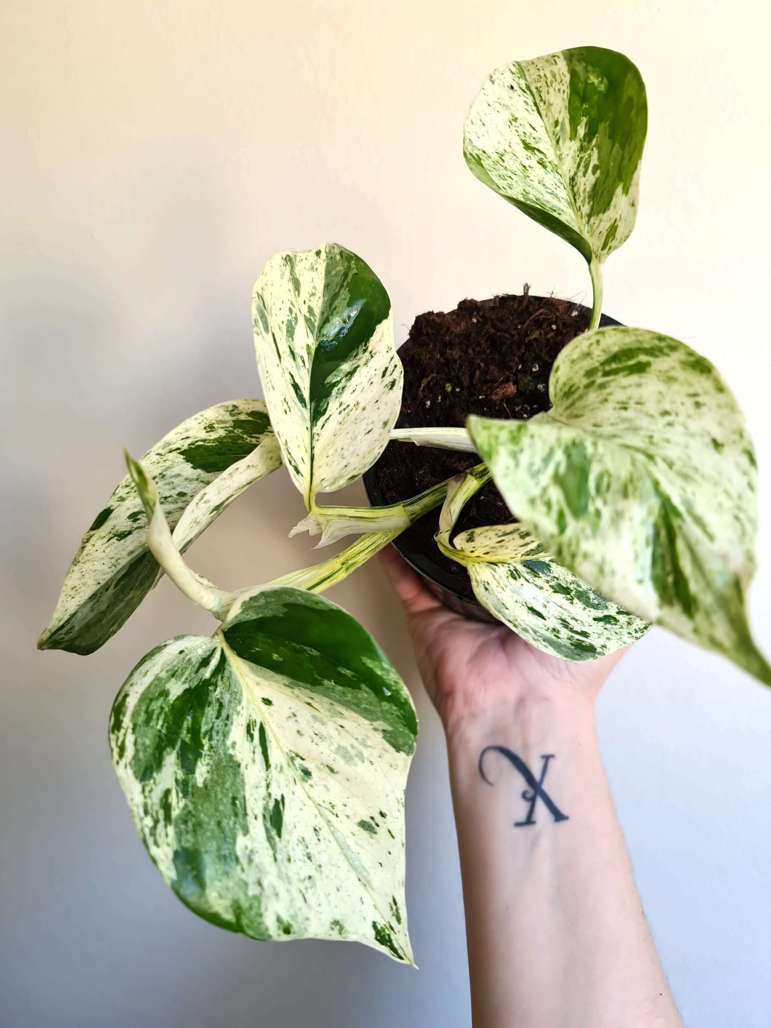 Epipremnum Aureum ‘Marble Queen’