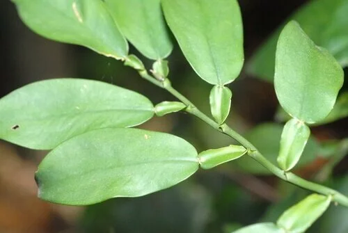 Pothos ‘chinensis’, a variety of true Pothos from the Pothoideae family. Image from iNaturalist