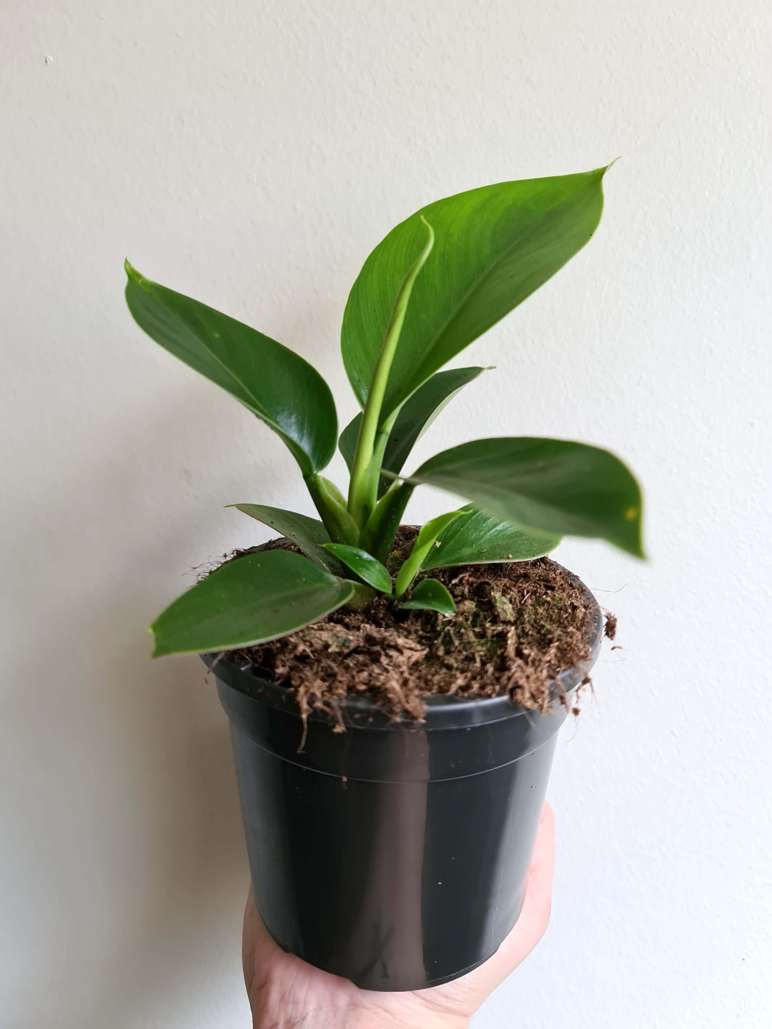 20200630_122640 copy.jpg