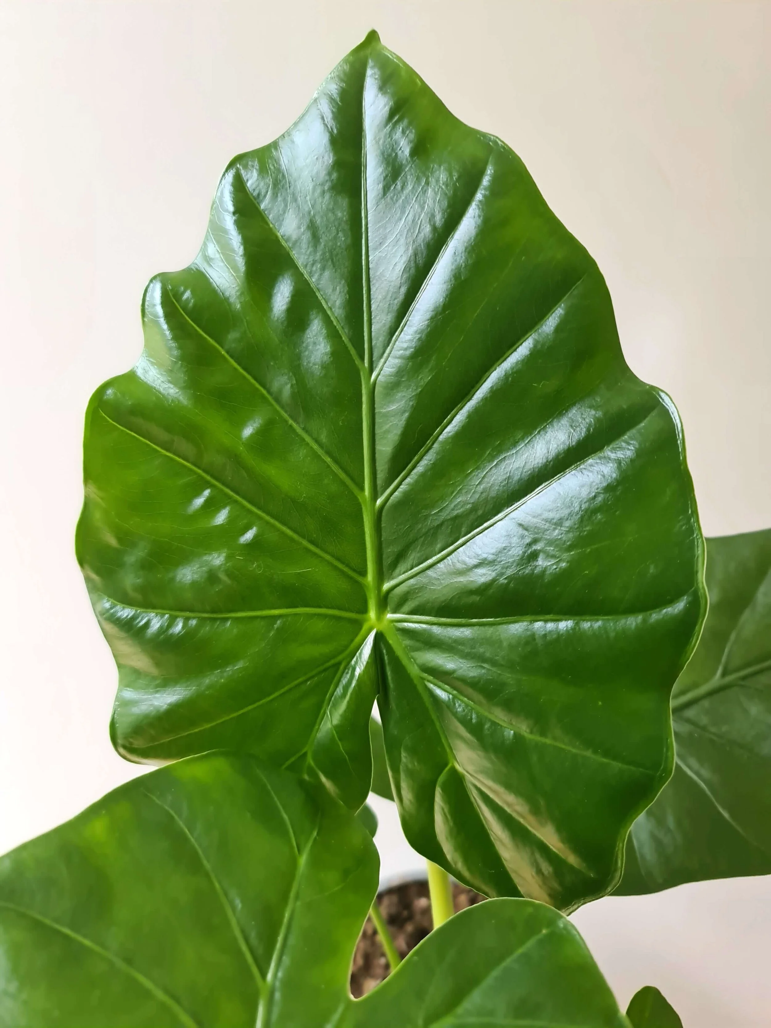 20190529_145411 copy.jpg