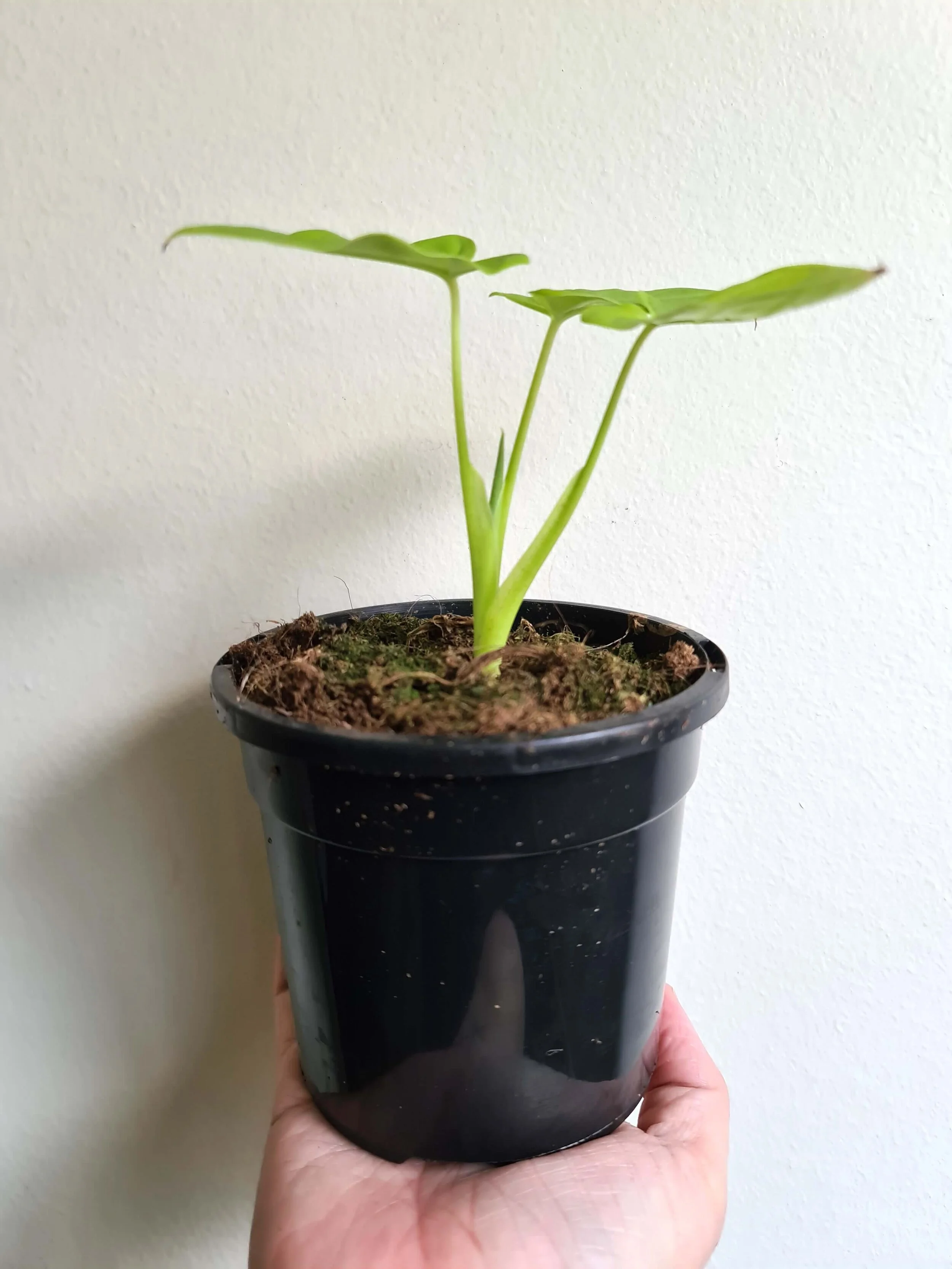 20200817_134416 copy.jpg