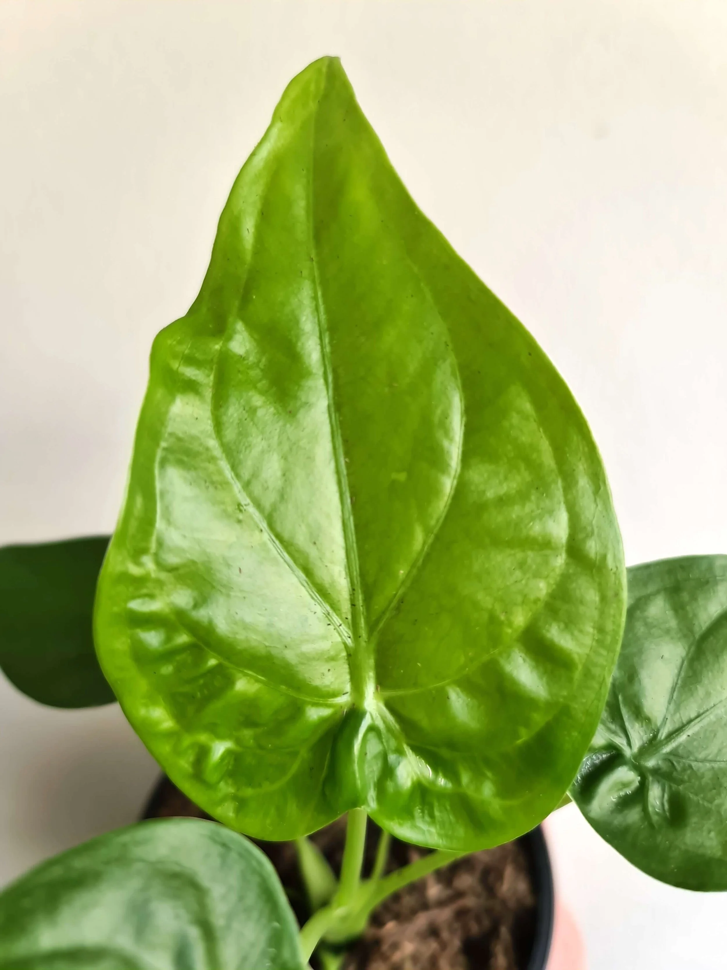 20190529_145411 copy.jpg