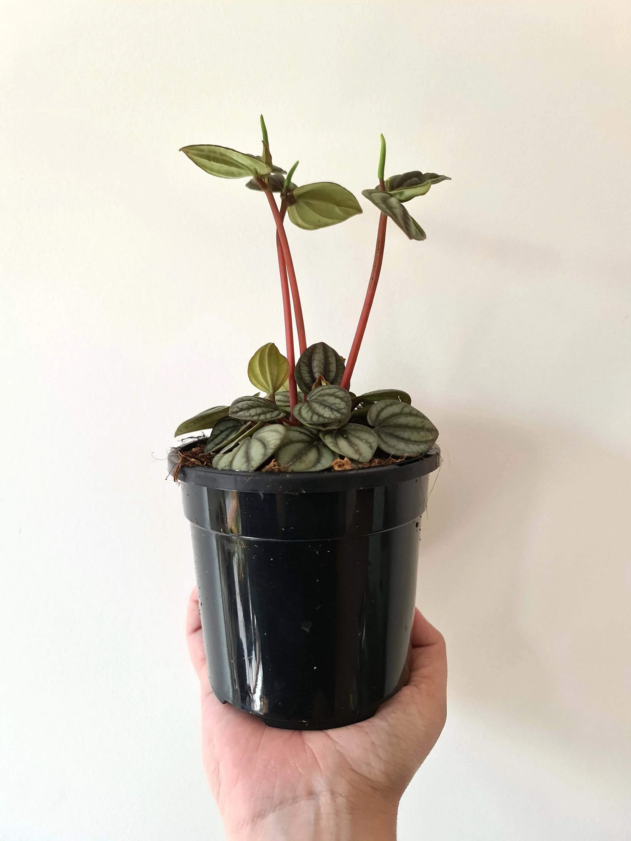 20200904_114928 copy.jpg