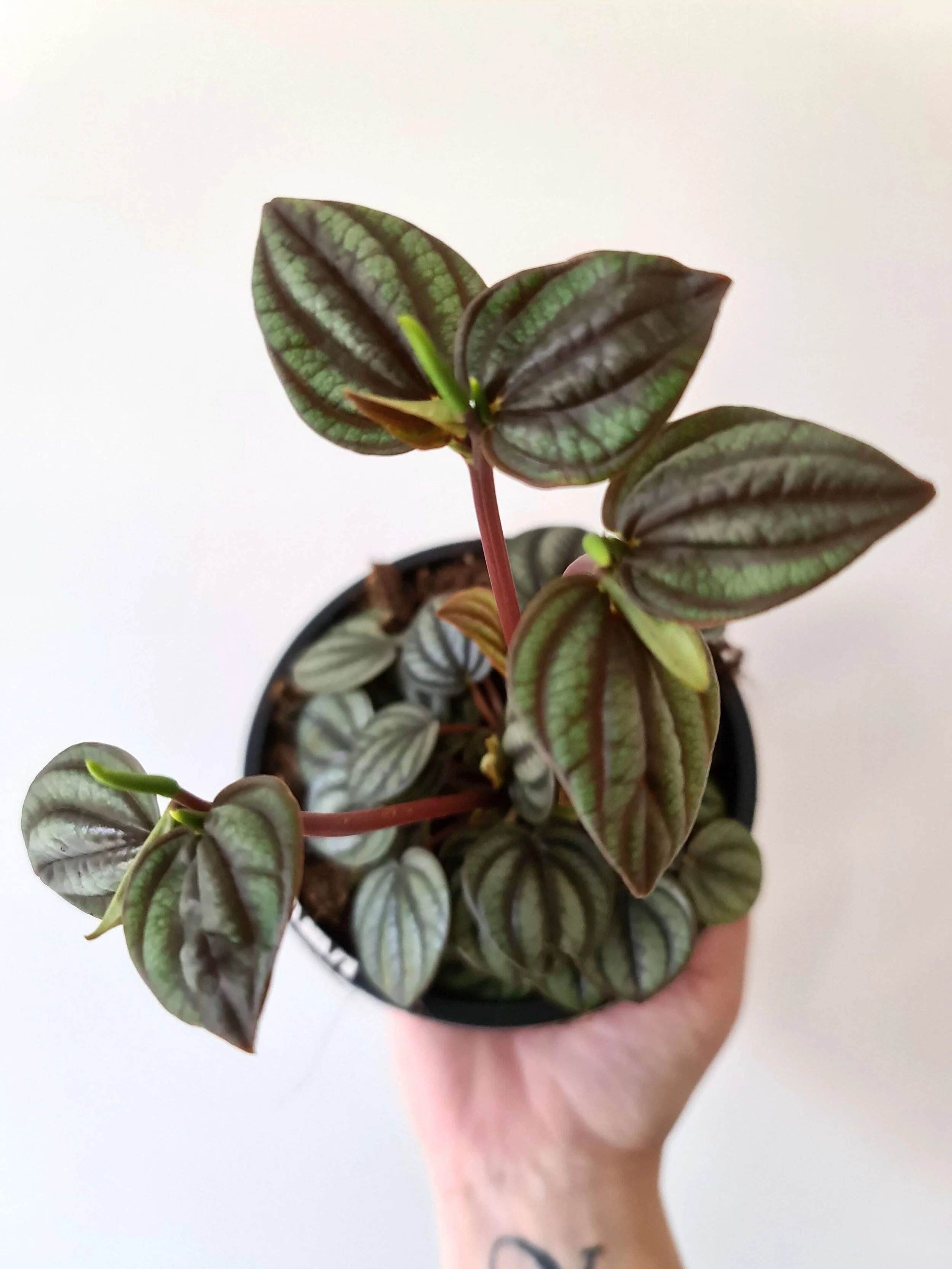 20200904_114948 copy.jpg