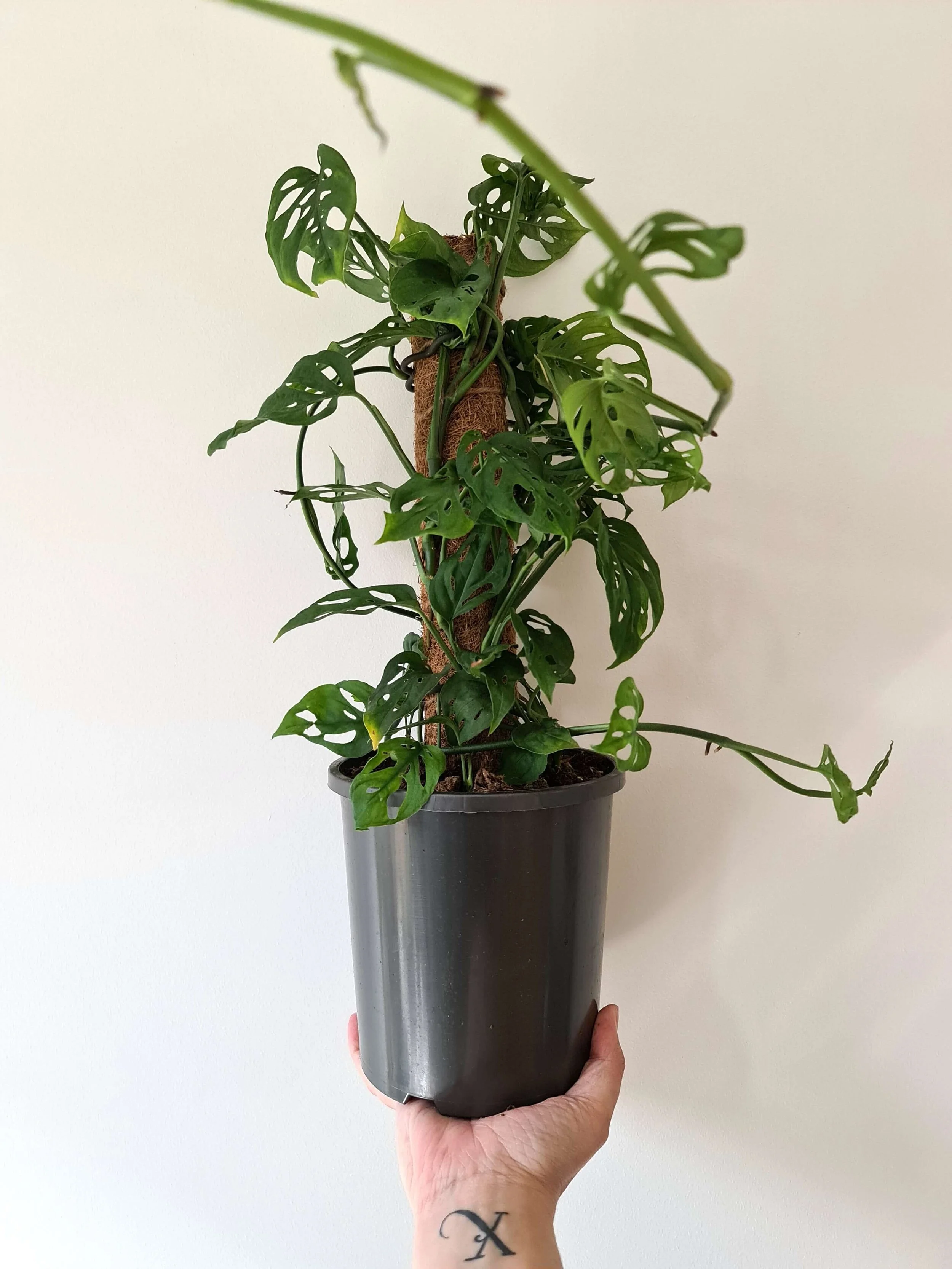 20200904_115335 copy.jpg