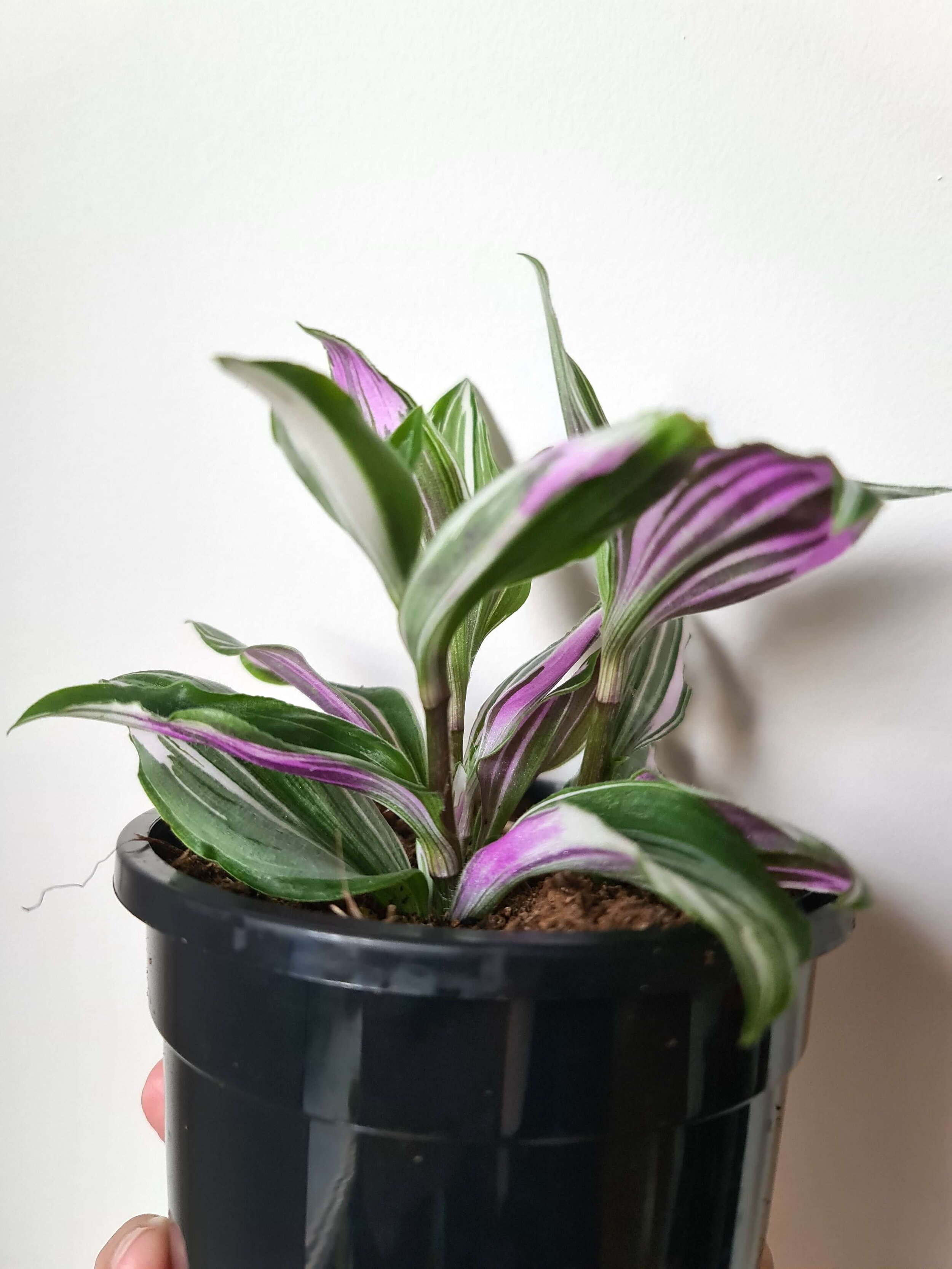 20200909_171837 copy.jpg