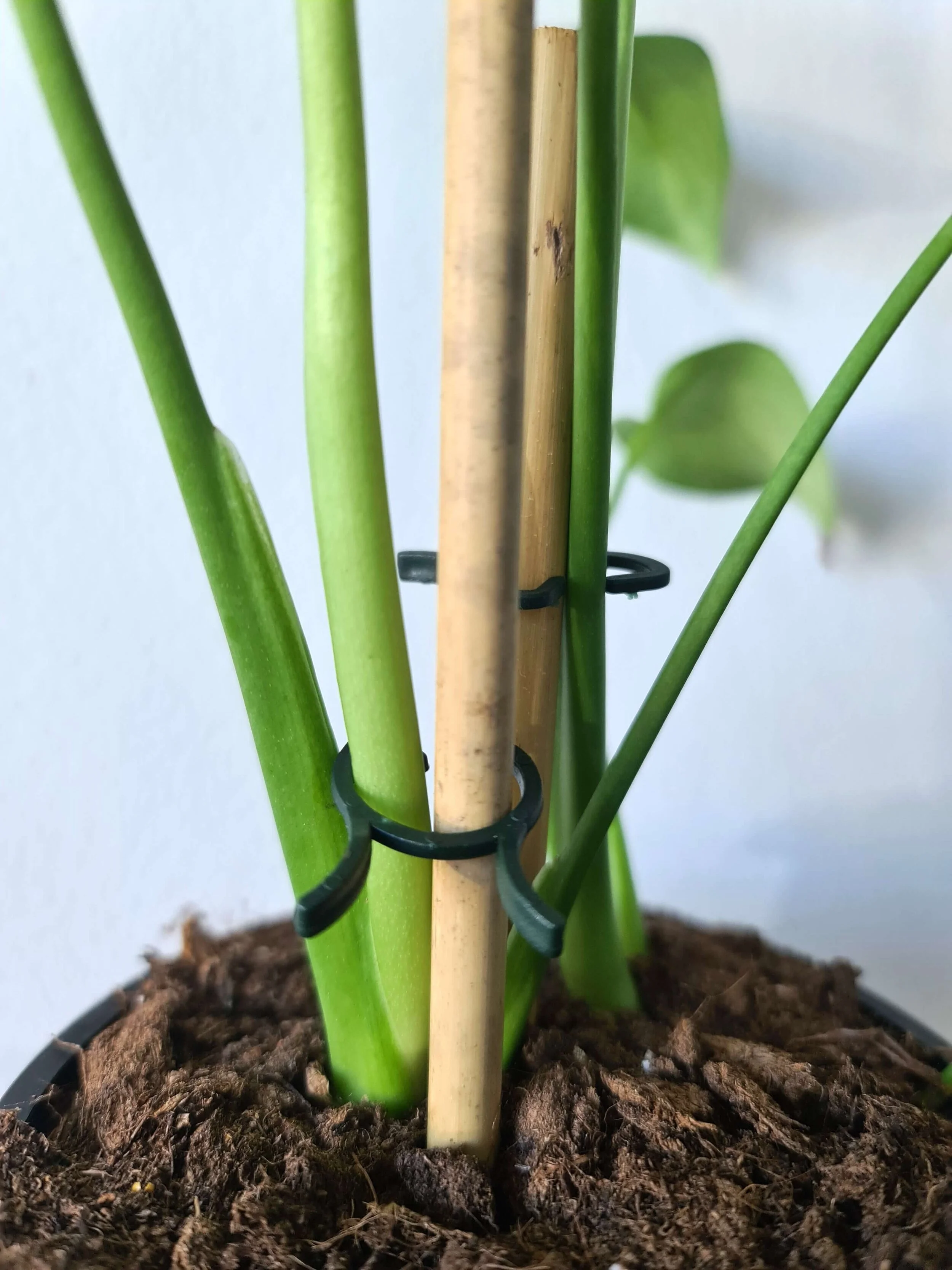 20200915_143645 copy.jpg