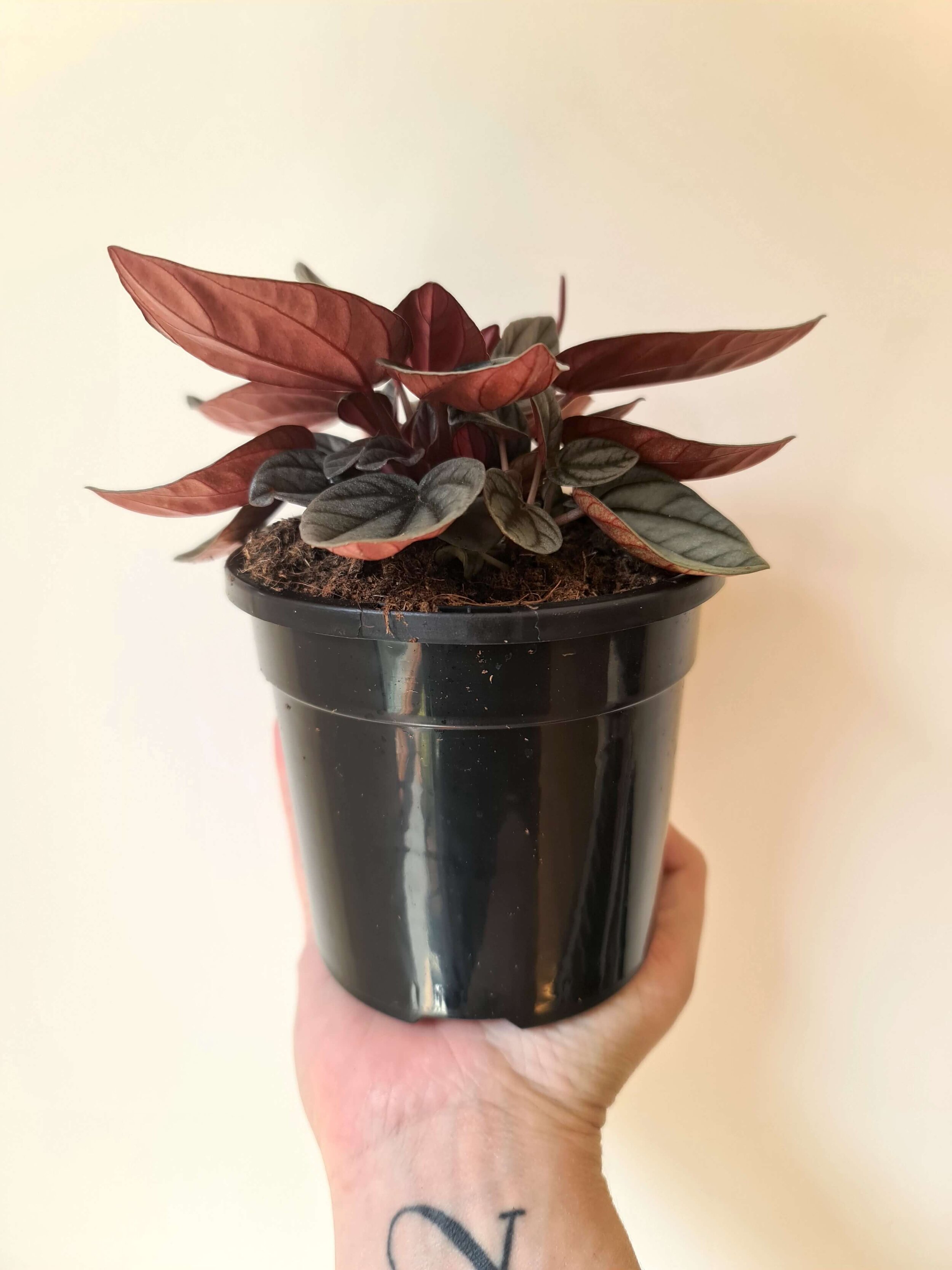 20200923_112312 copy.jpg