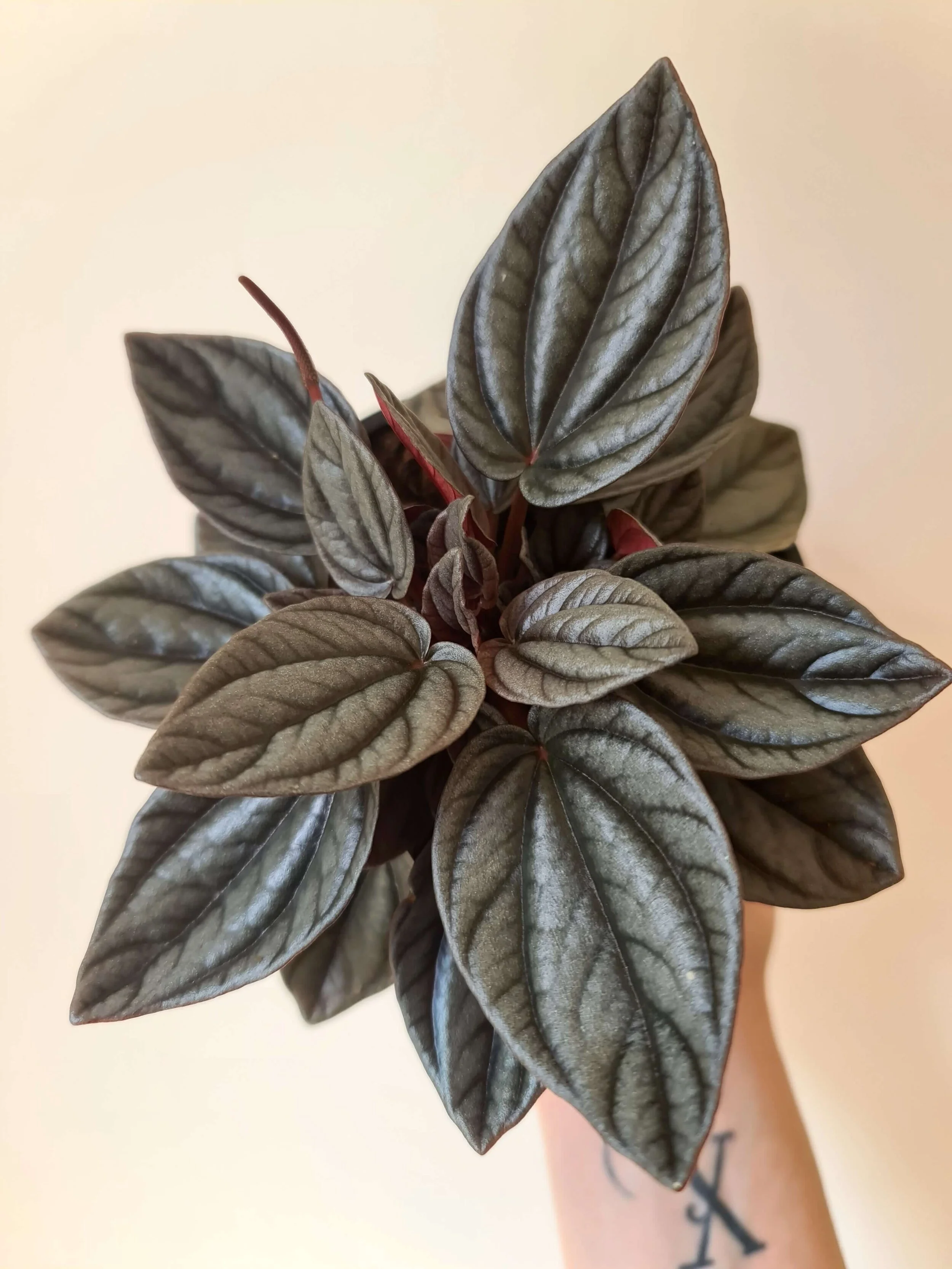 20200923_112322 copy.jpg