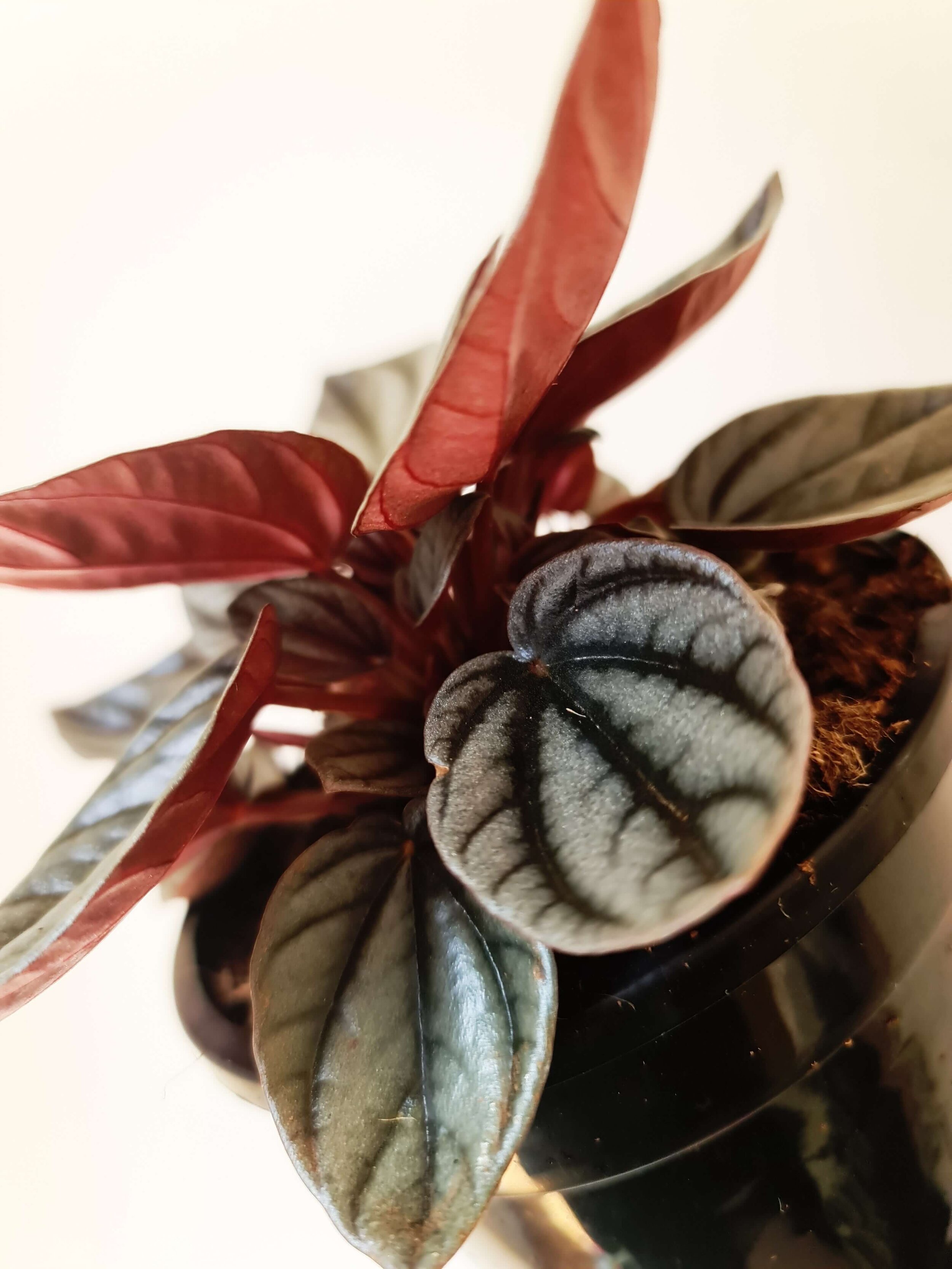 20200923_112345 copy.jpg