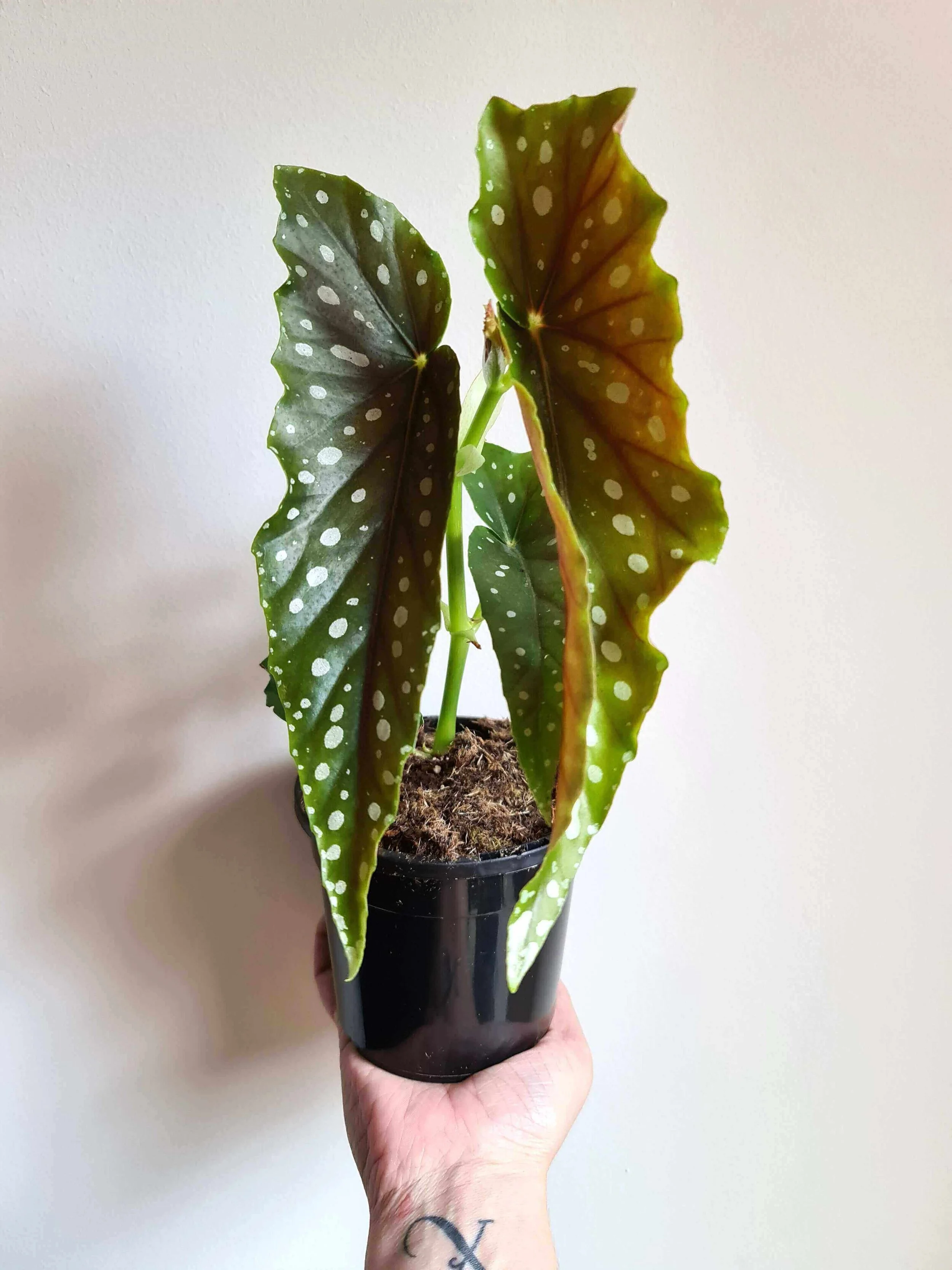 20201009_141950 copy.jpg