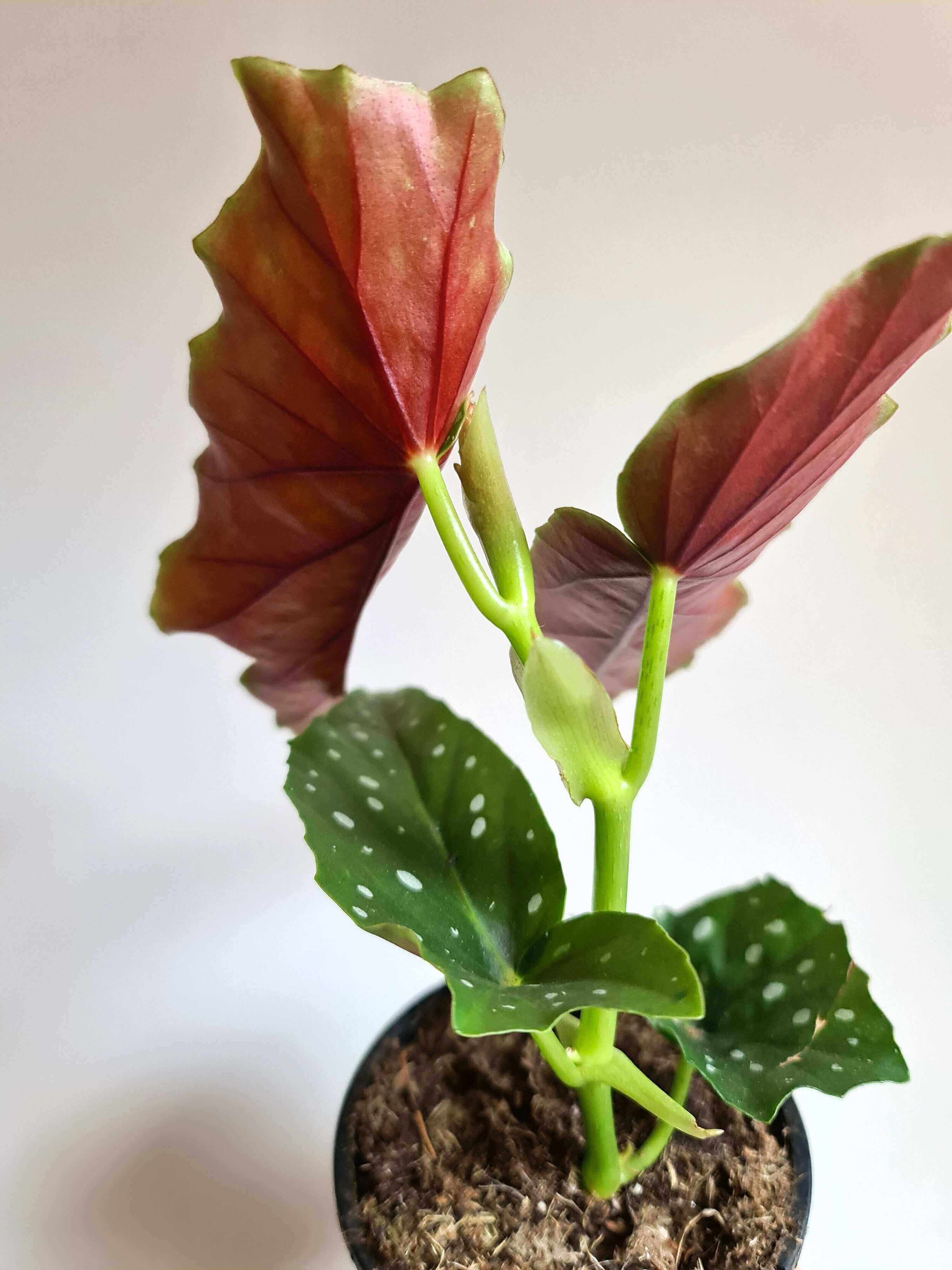 20201009_142018 copy.jpg