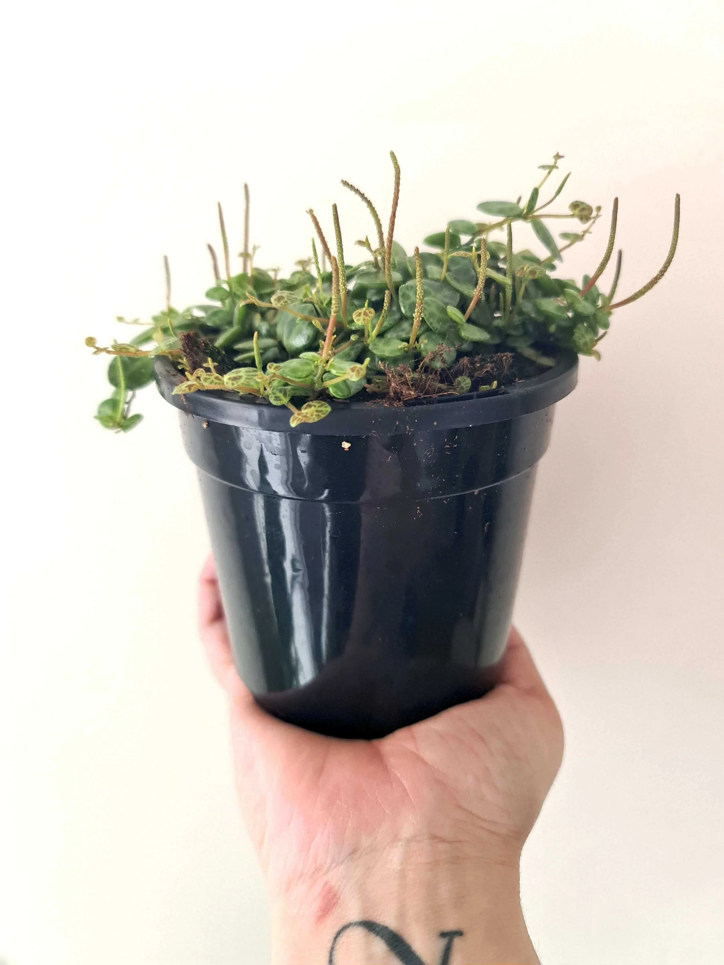 20201009_115254 copy.jpg