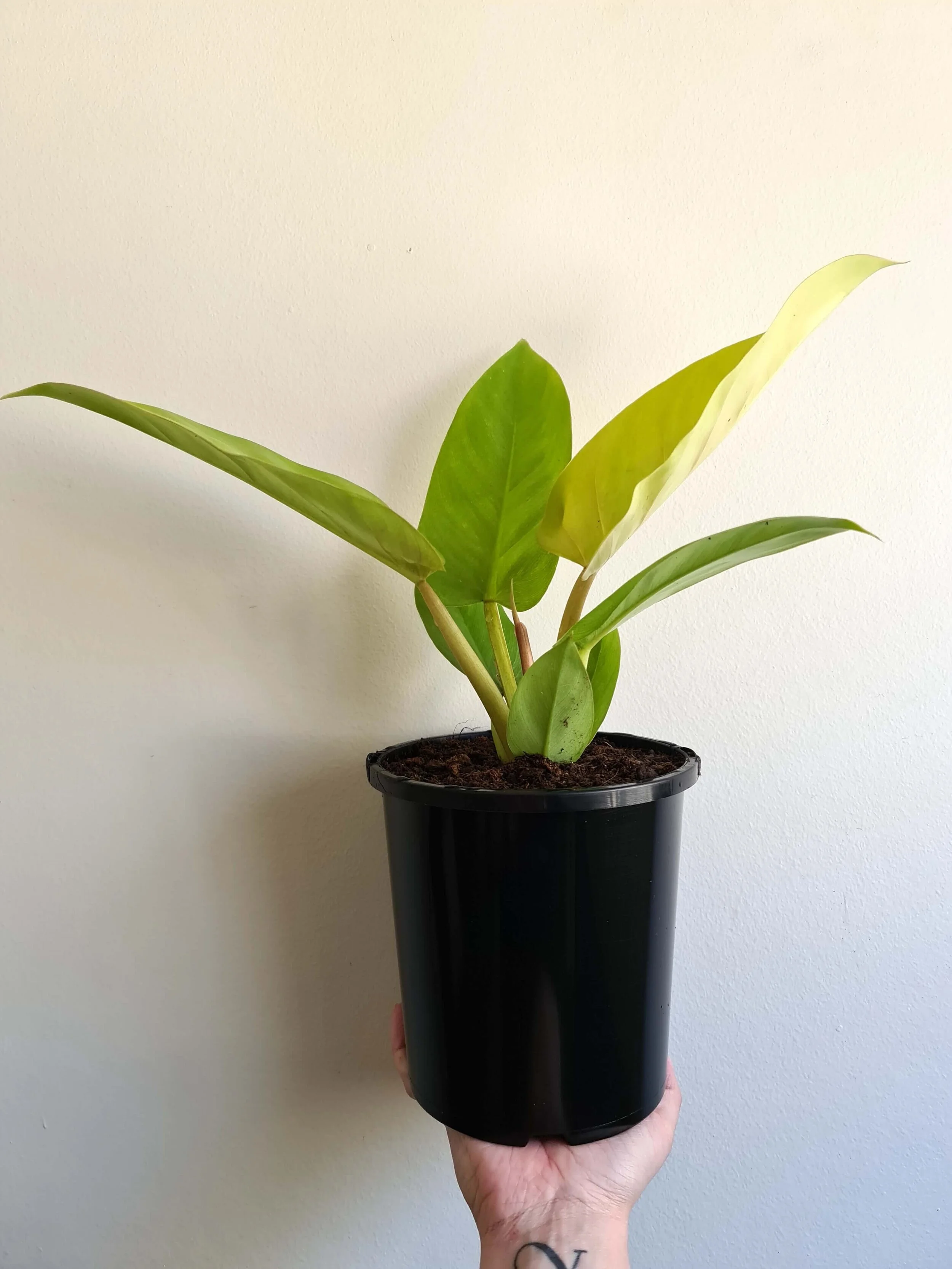 20201014_142519 copy.jpg