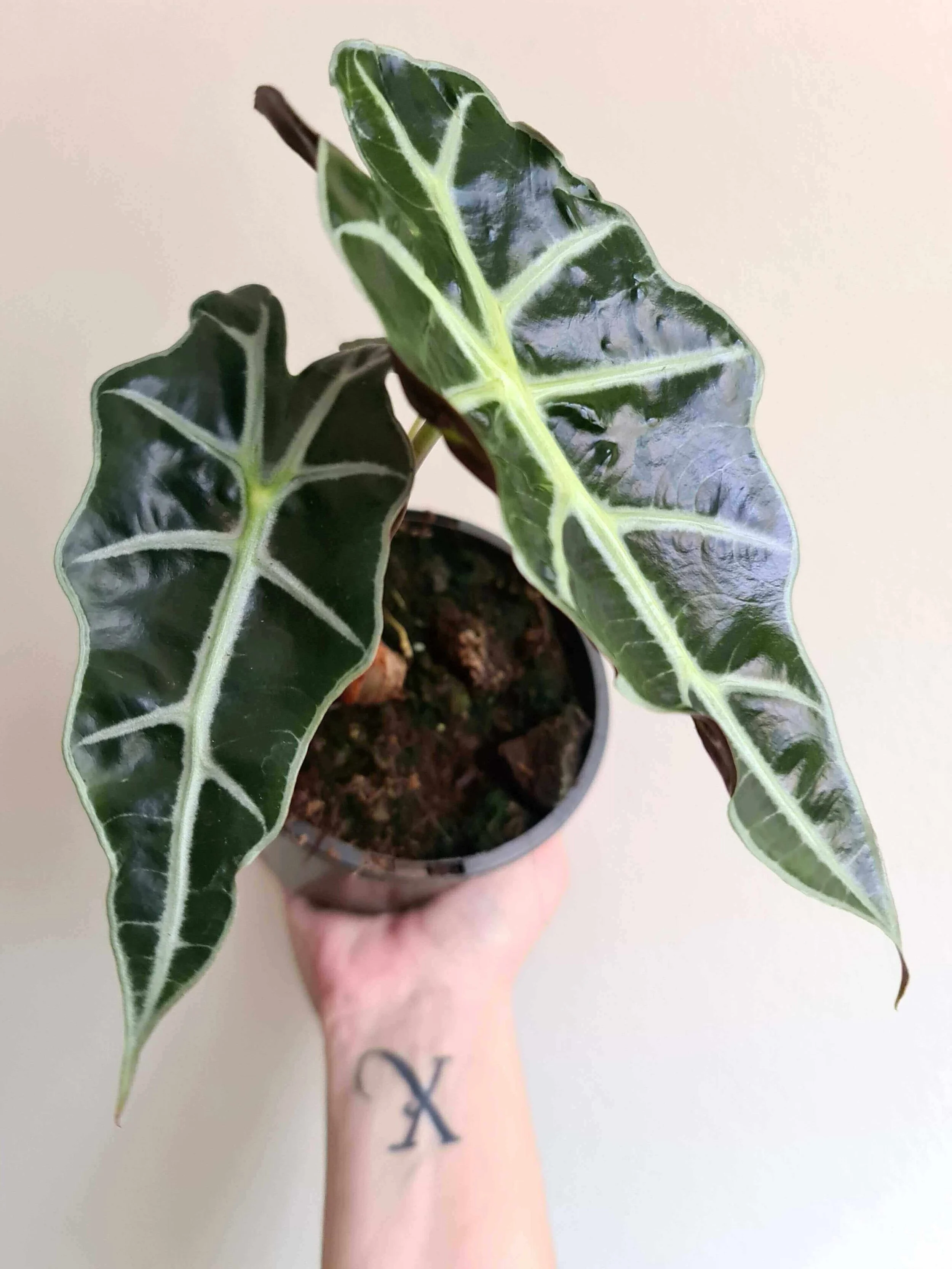 20201021_125329 copy.jpg