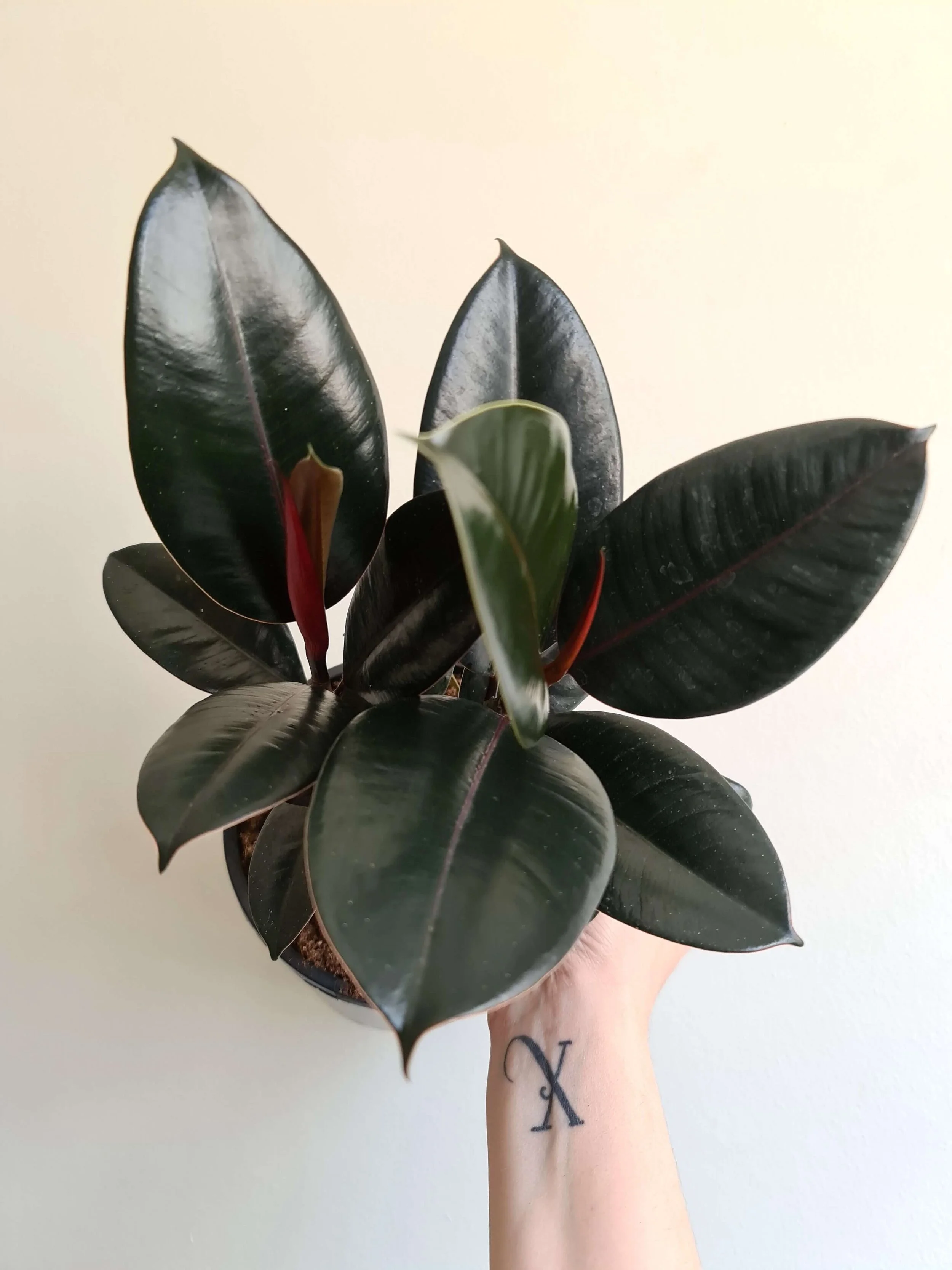 20201021_133354 copy.jpg