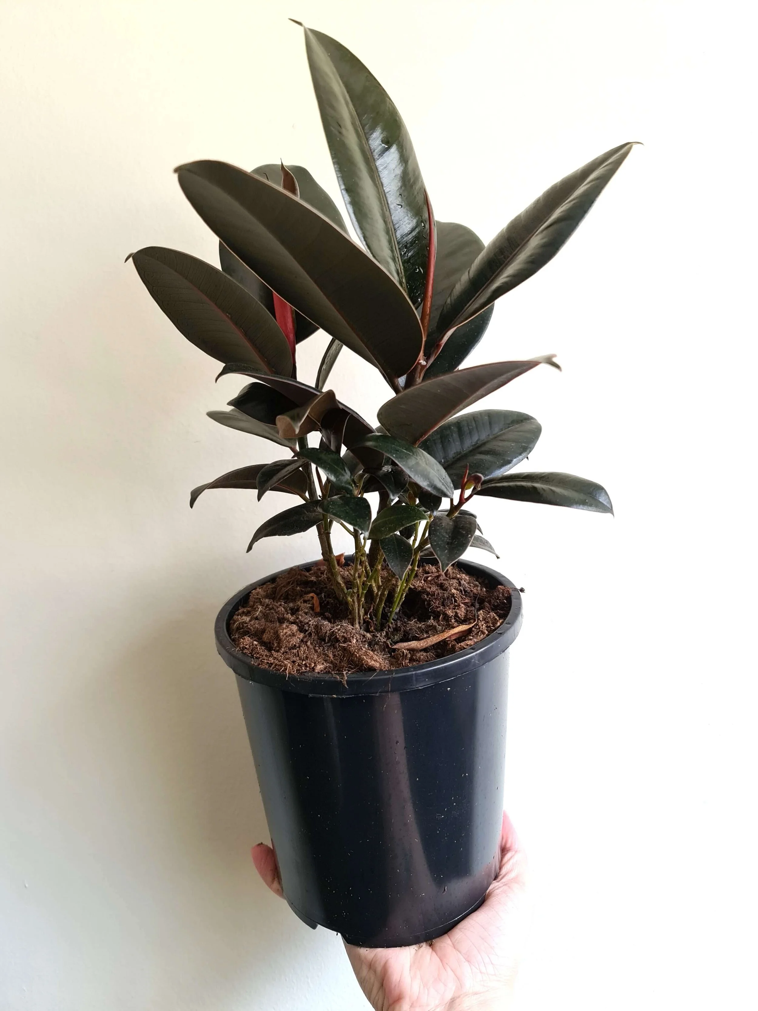 20201021_133311 copy.jpg