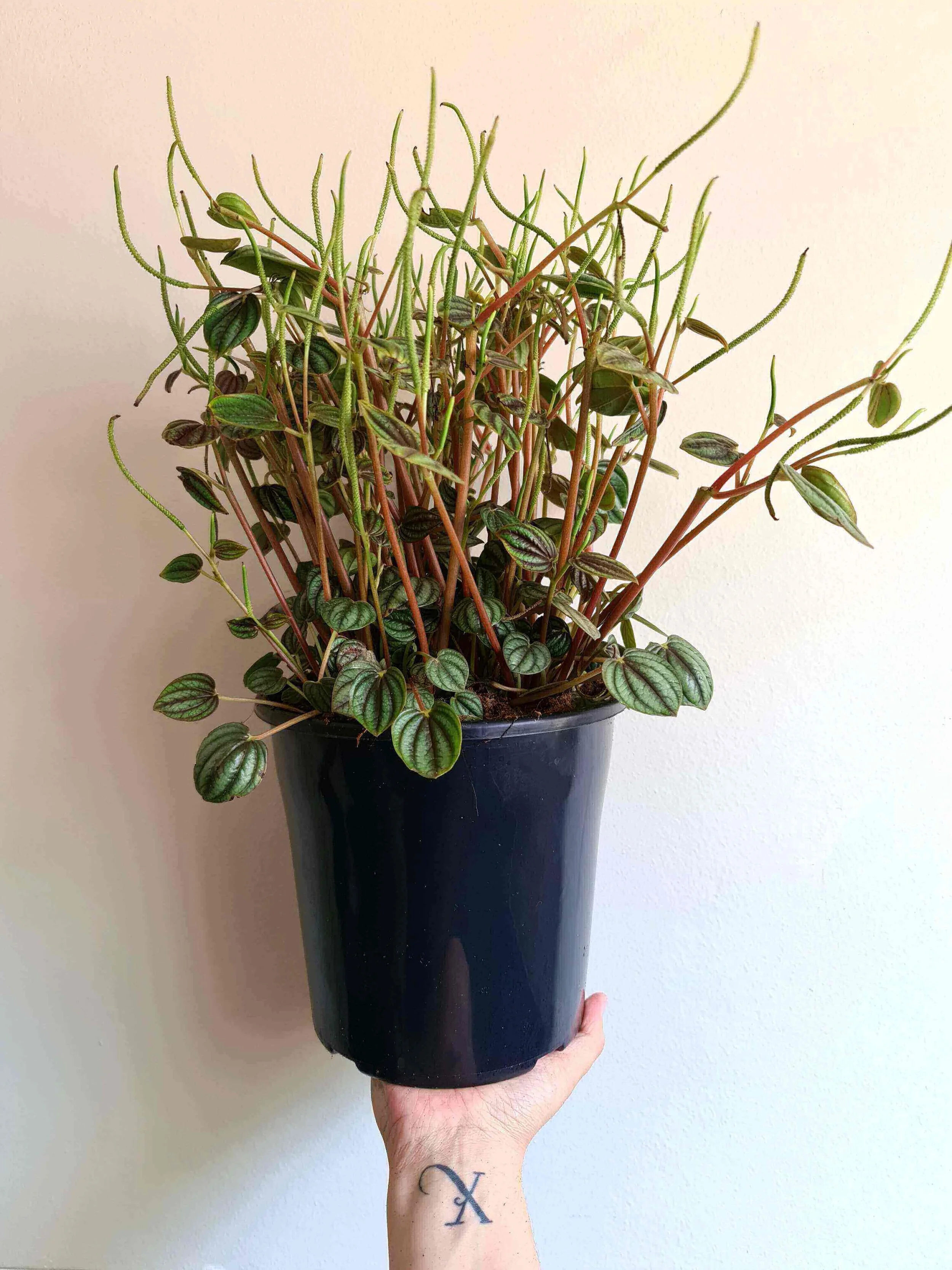 20200904_115023 copy.jpg