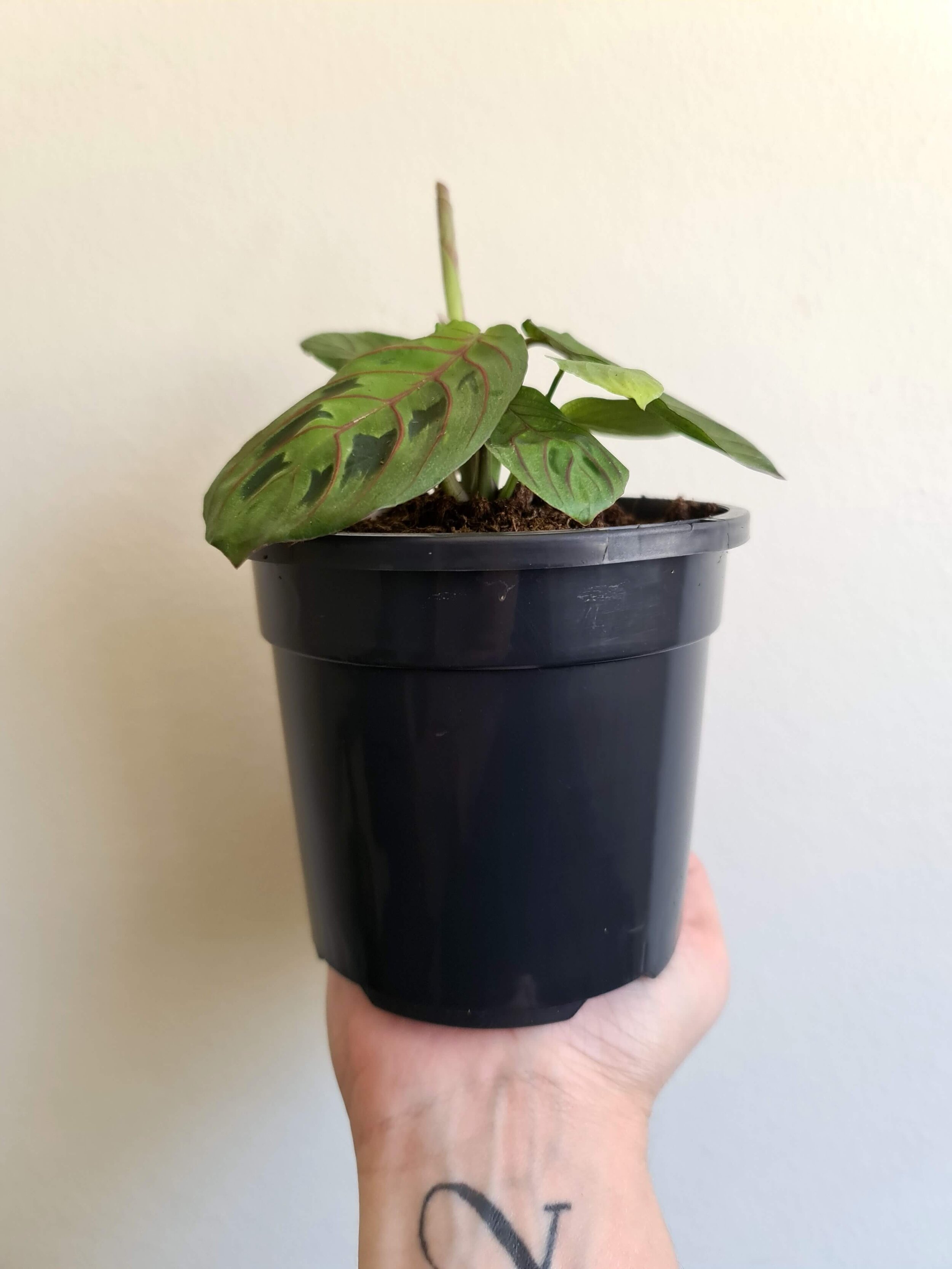 20201030_132934 copy.jpg