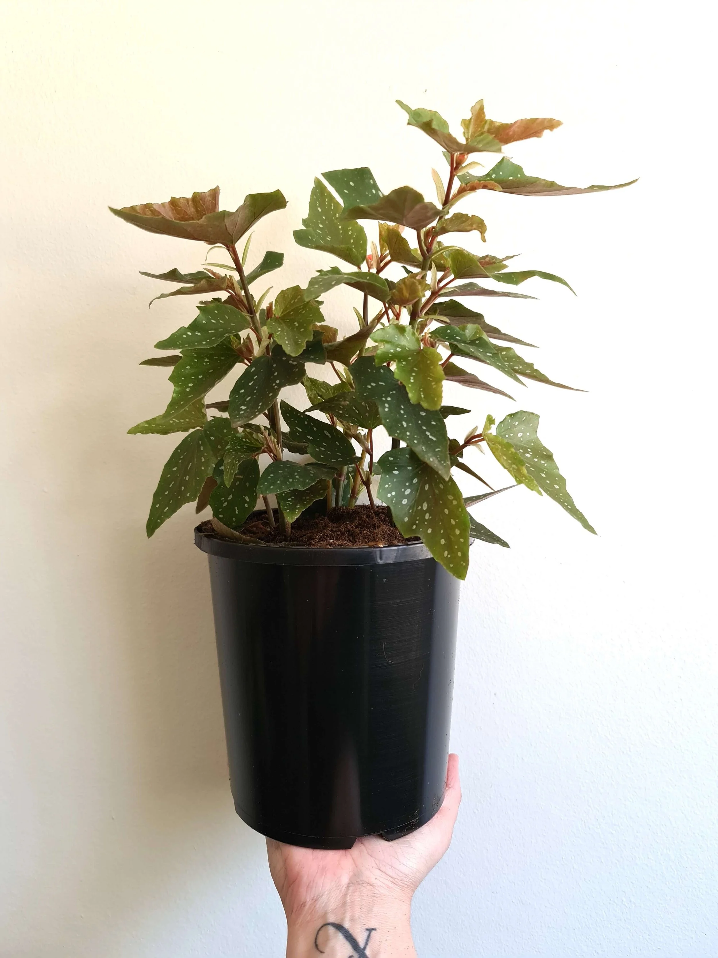 20200401_144146 copy.jpg