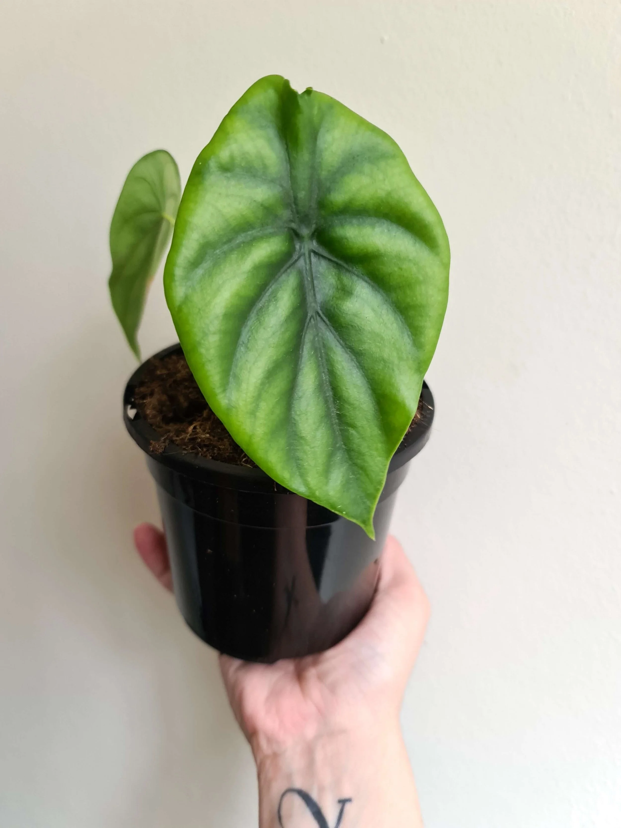 20201029_144749 copy.jpg