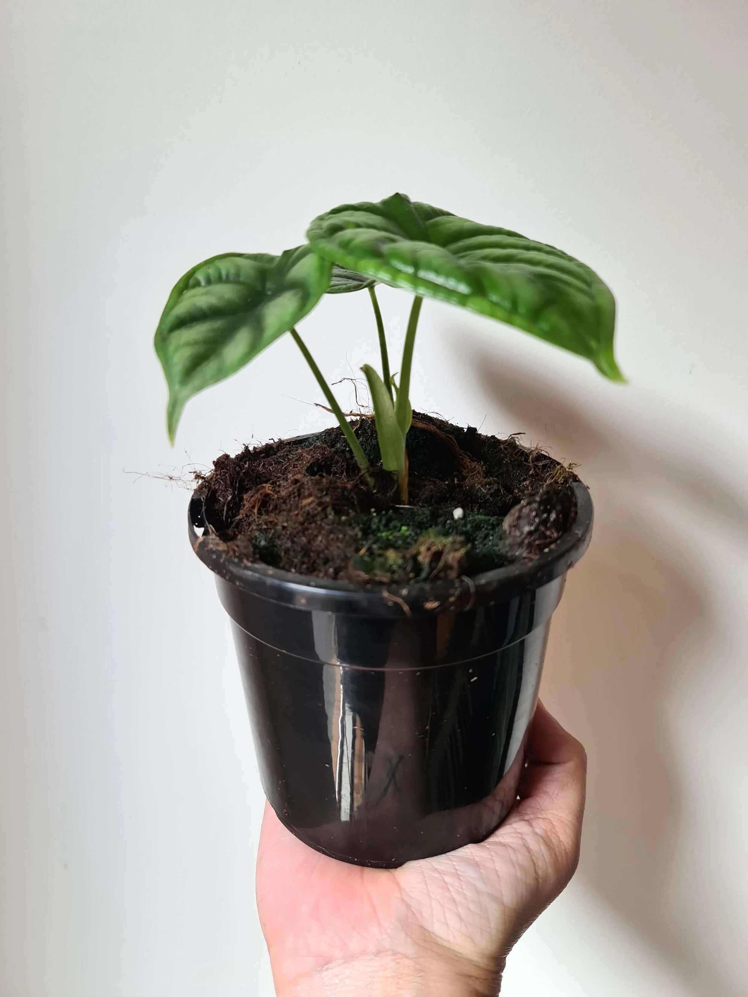 20200918_125459 copy.jpg