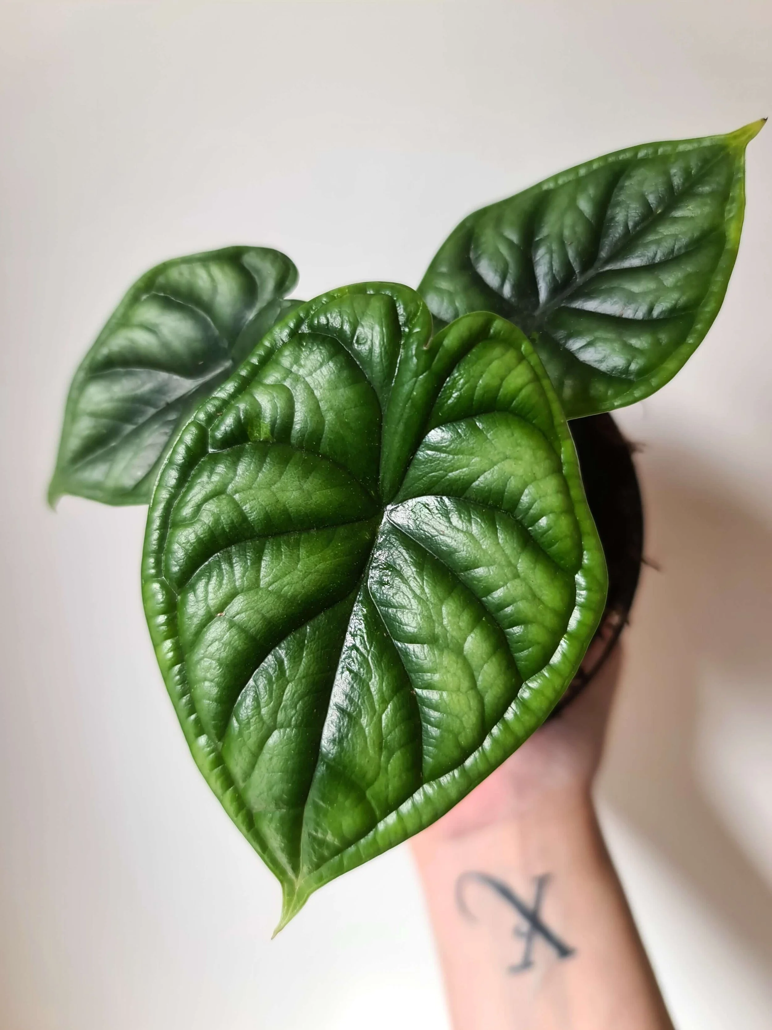 20200918_125512 copy.jpg