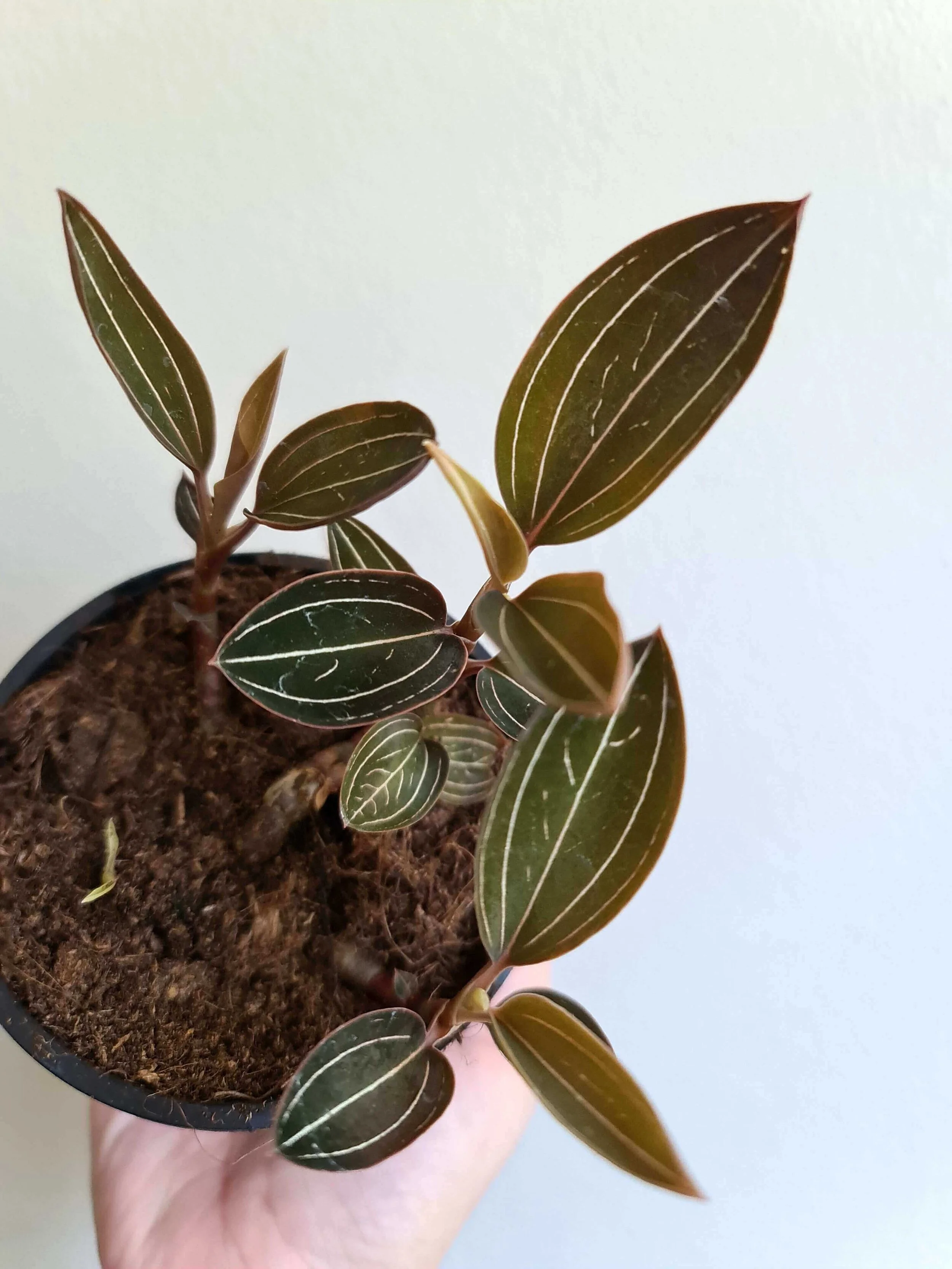 20201028_144427 copy.jpg