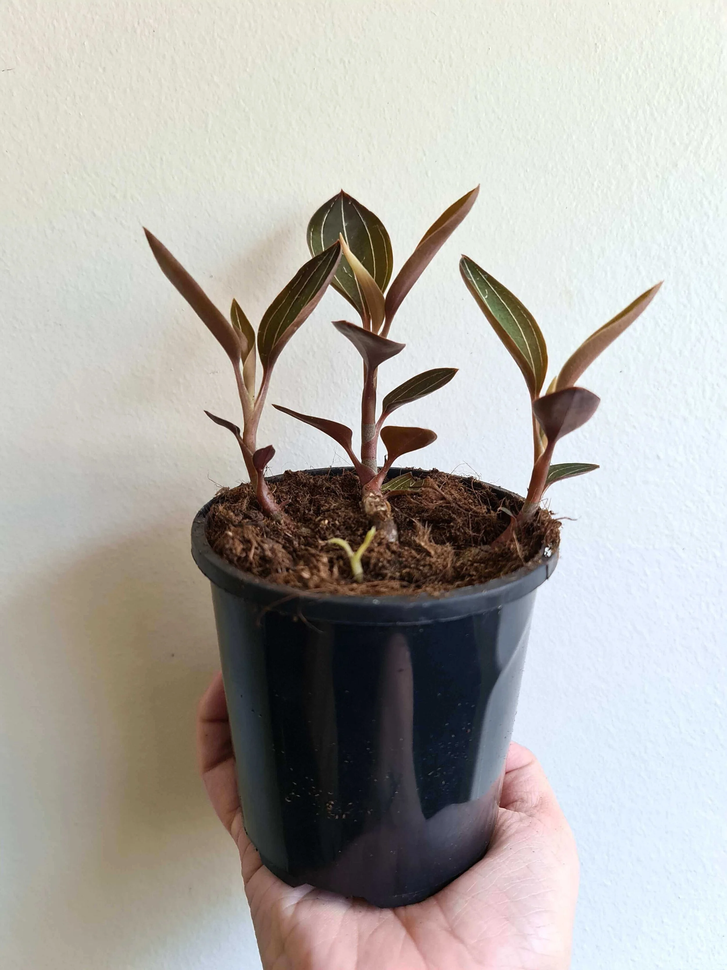 20201028_144416 copy.jpg