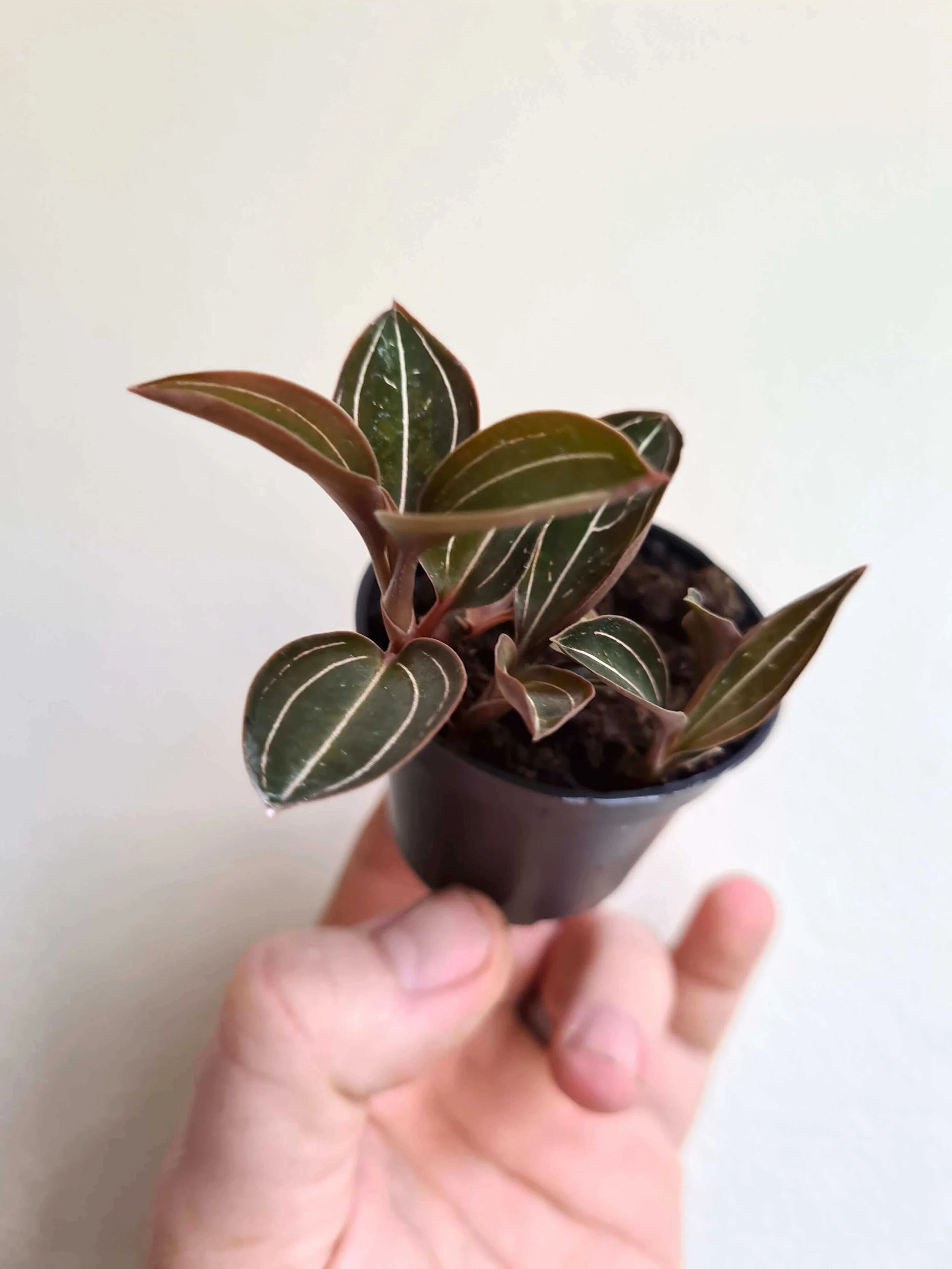 20201031_110151 copy.jpg