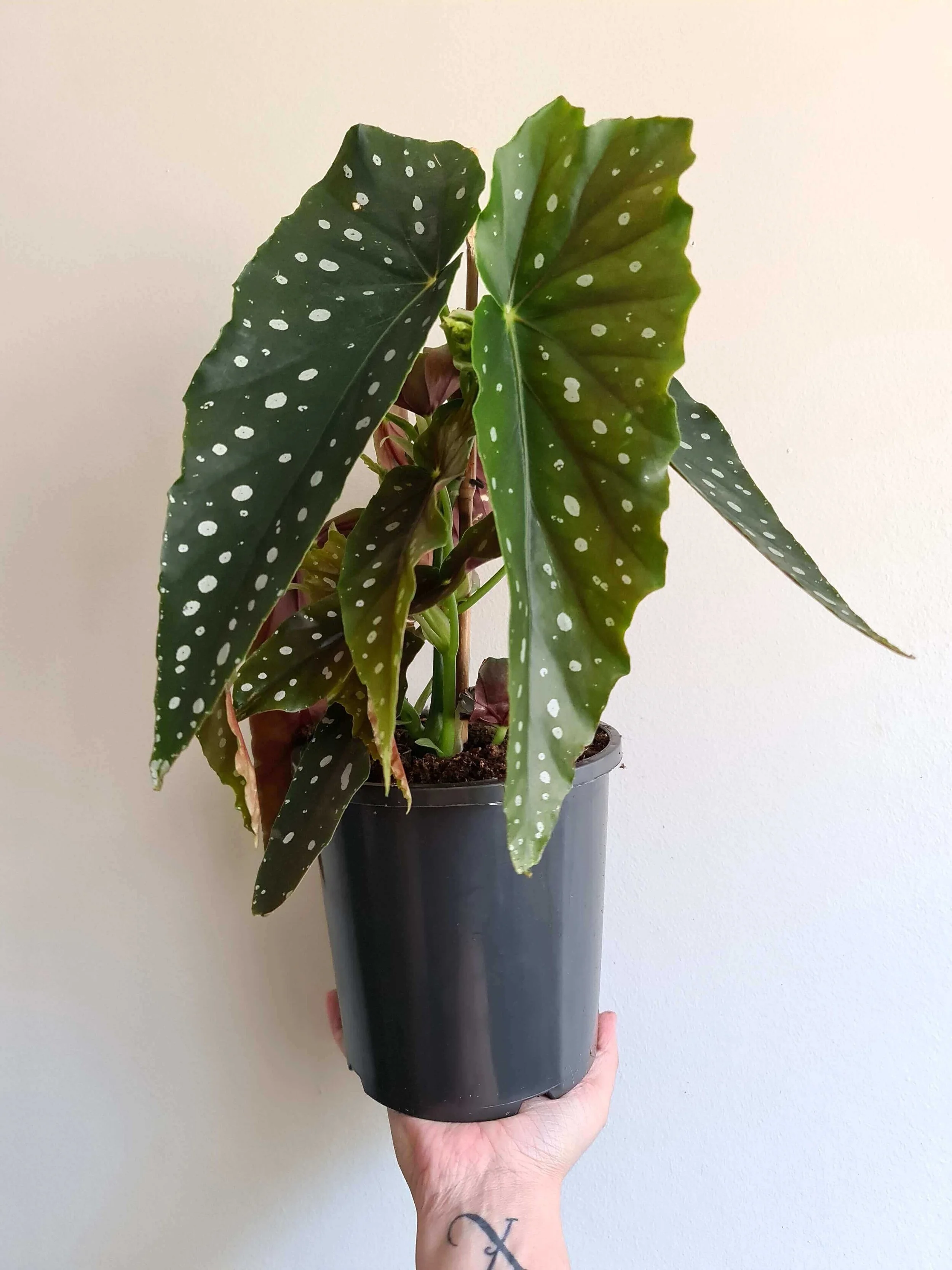 20201113_152141 copy.jpg